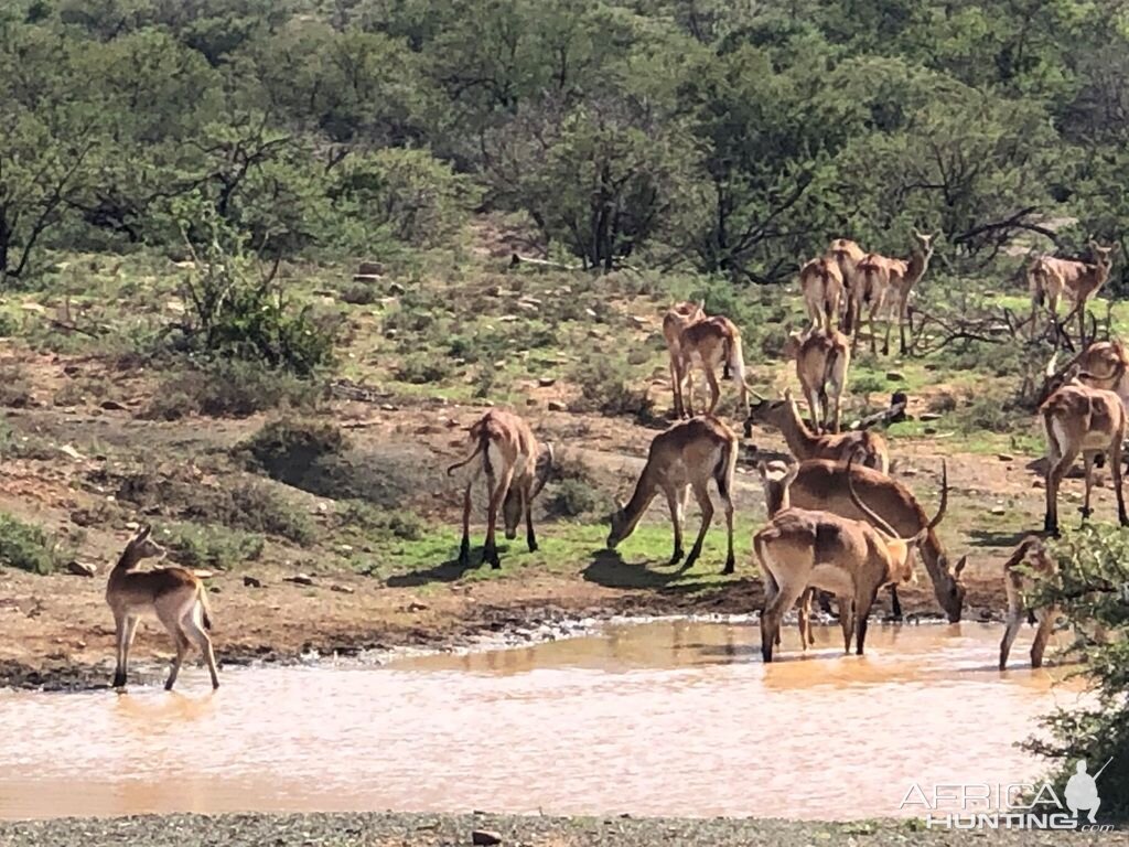 Lechwe Karoo South Africa