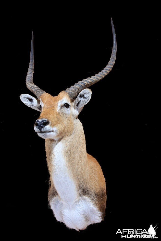 Lechwe shoulder mount by All-American Taxidermy