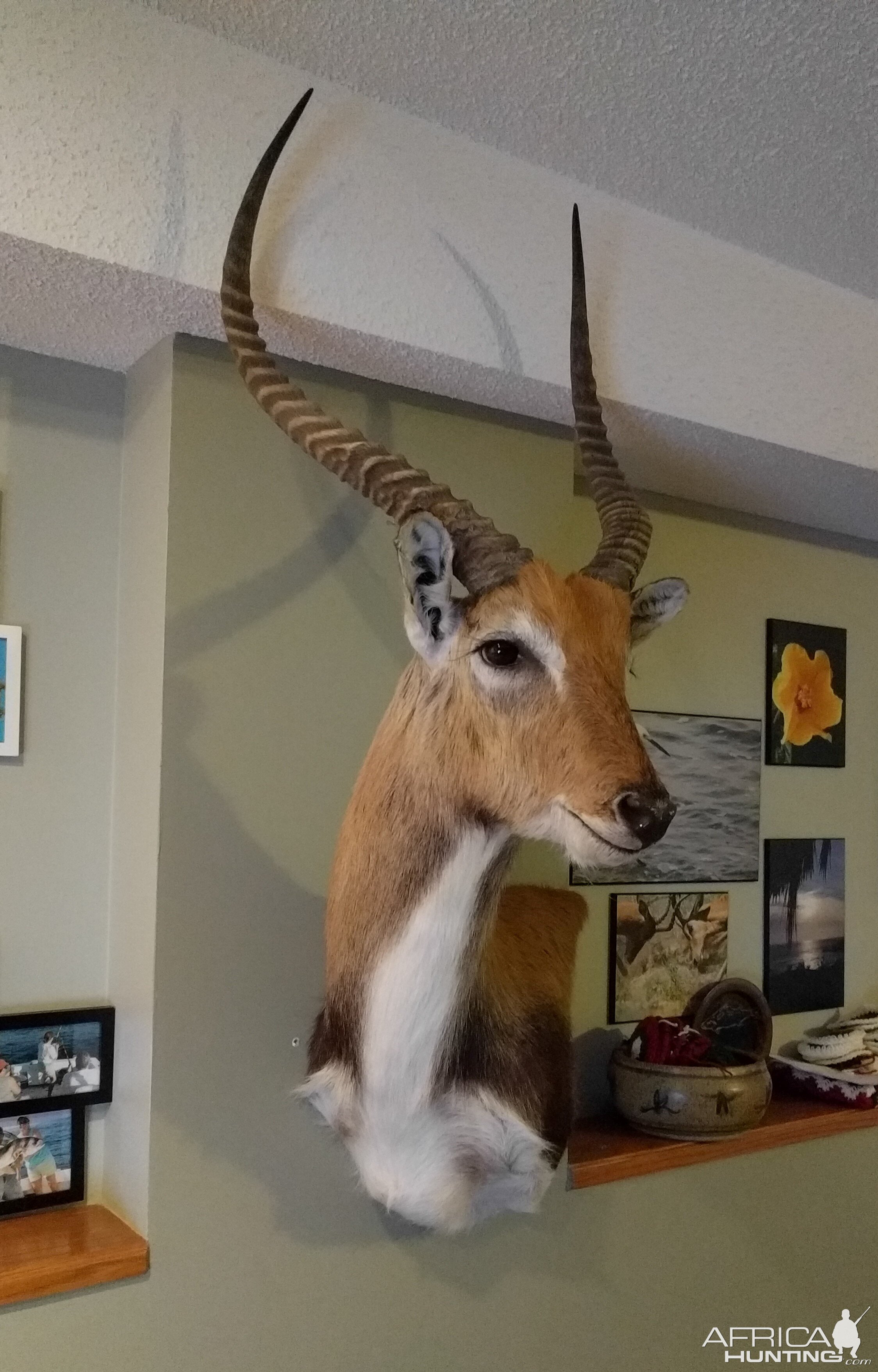 Lechwe Shoulder Mount Taxidermy