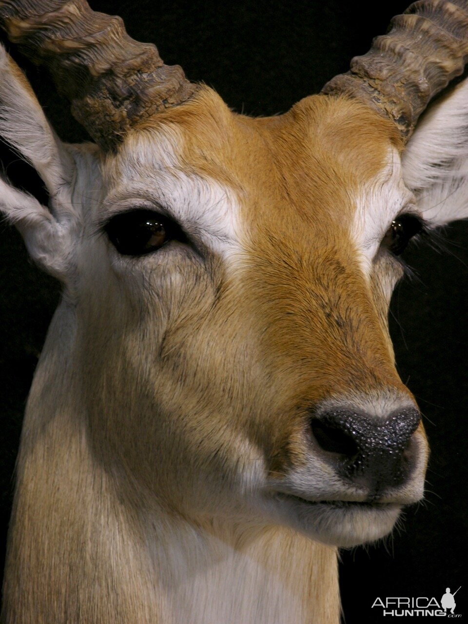 Lechwe Shoulder Mount Taxidermy