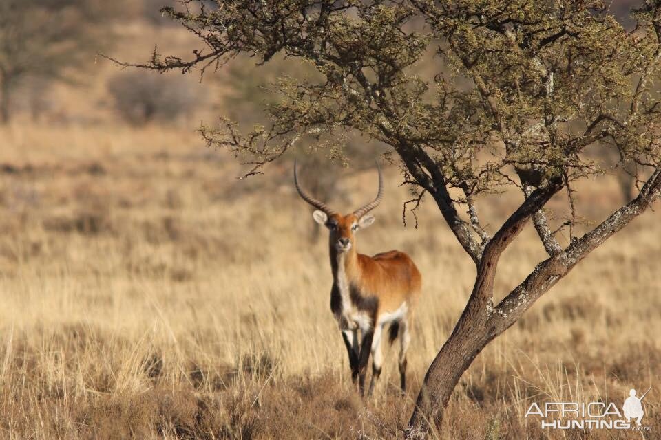 Lechwe South Africa