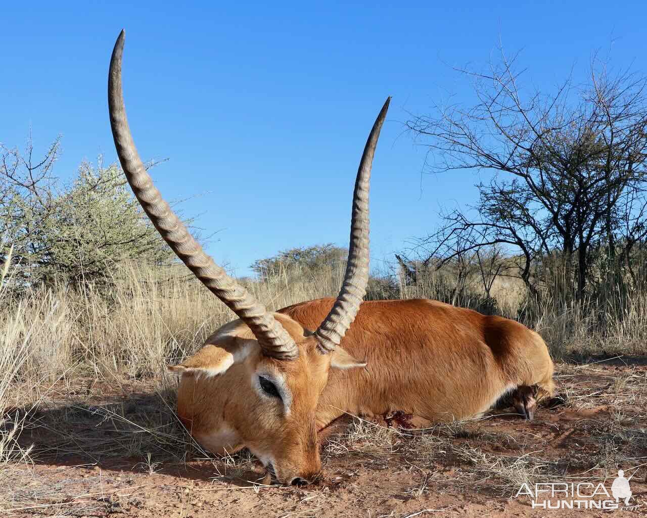 Lechwe with Zana Botes Safari