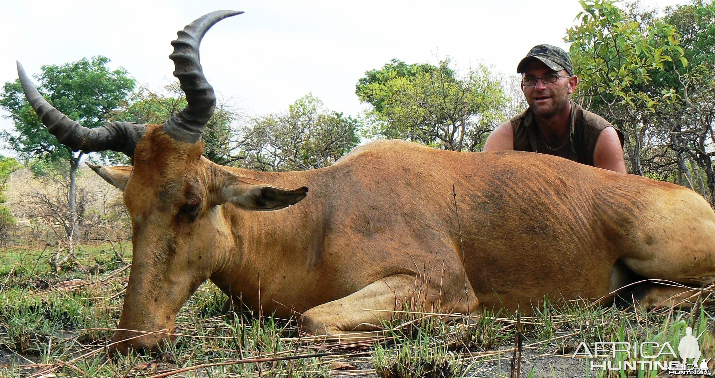 Lelwel hartebeest - Central Africa