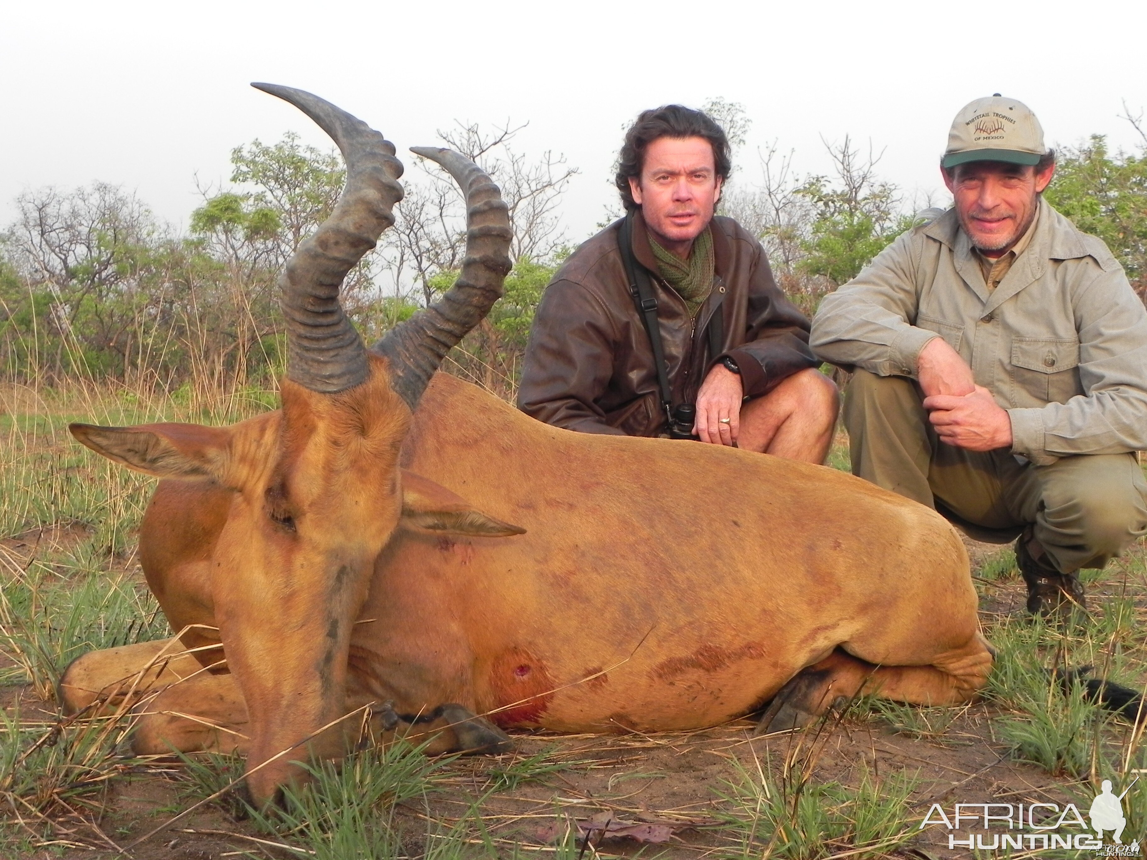 Lelwel Hartebeest hunted in Central Africa with Club Faune