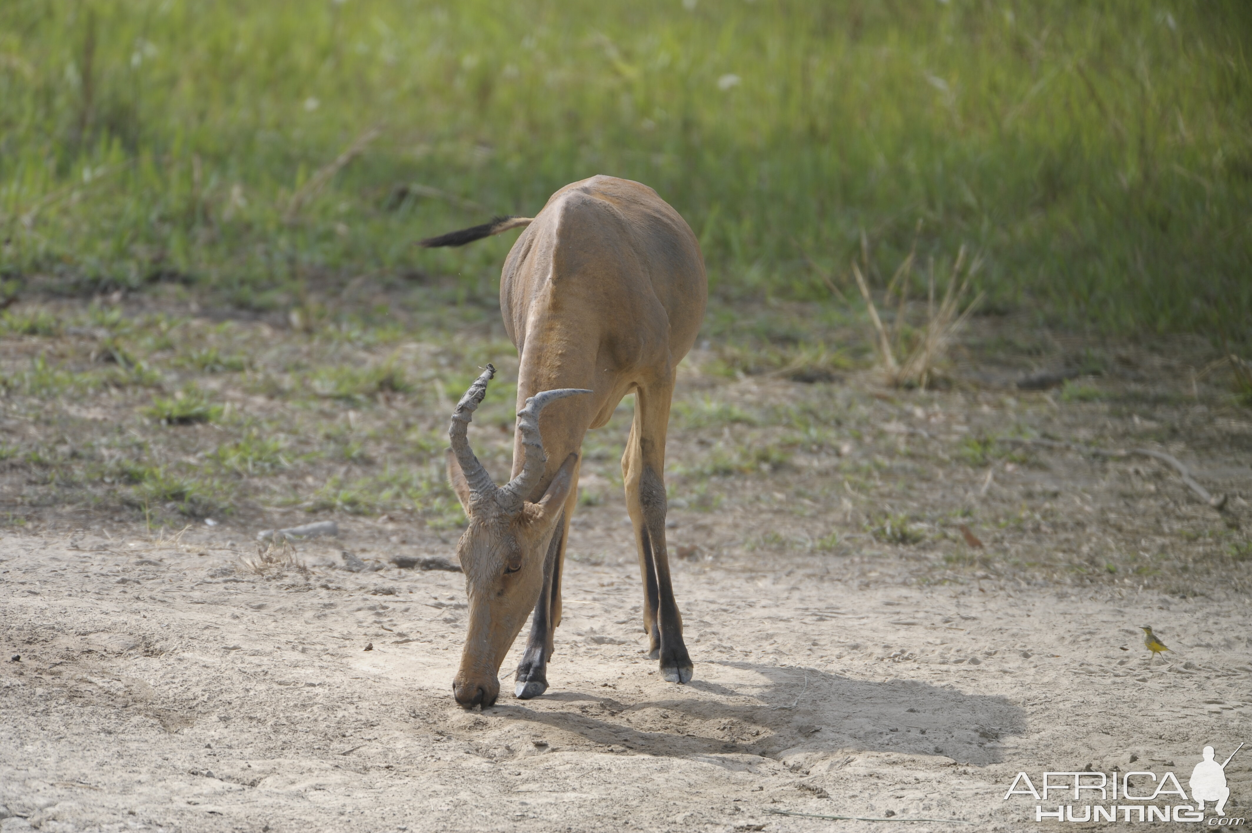 Lelwel Hartebeest in Central African Republic