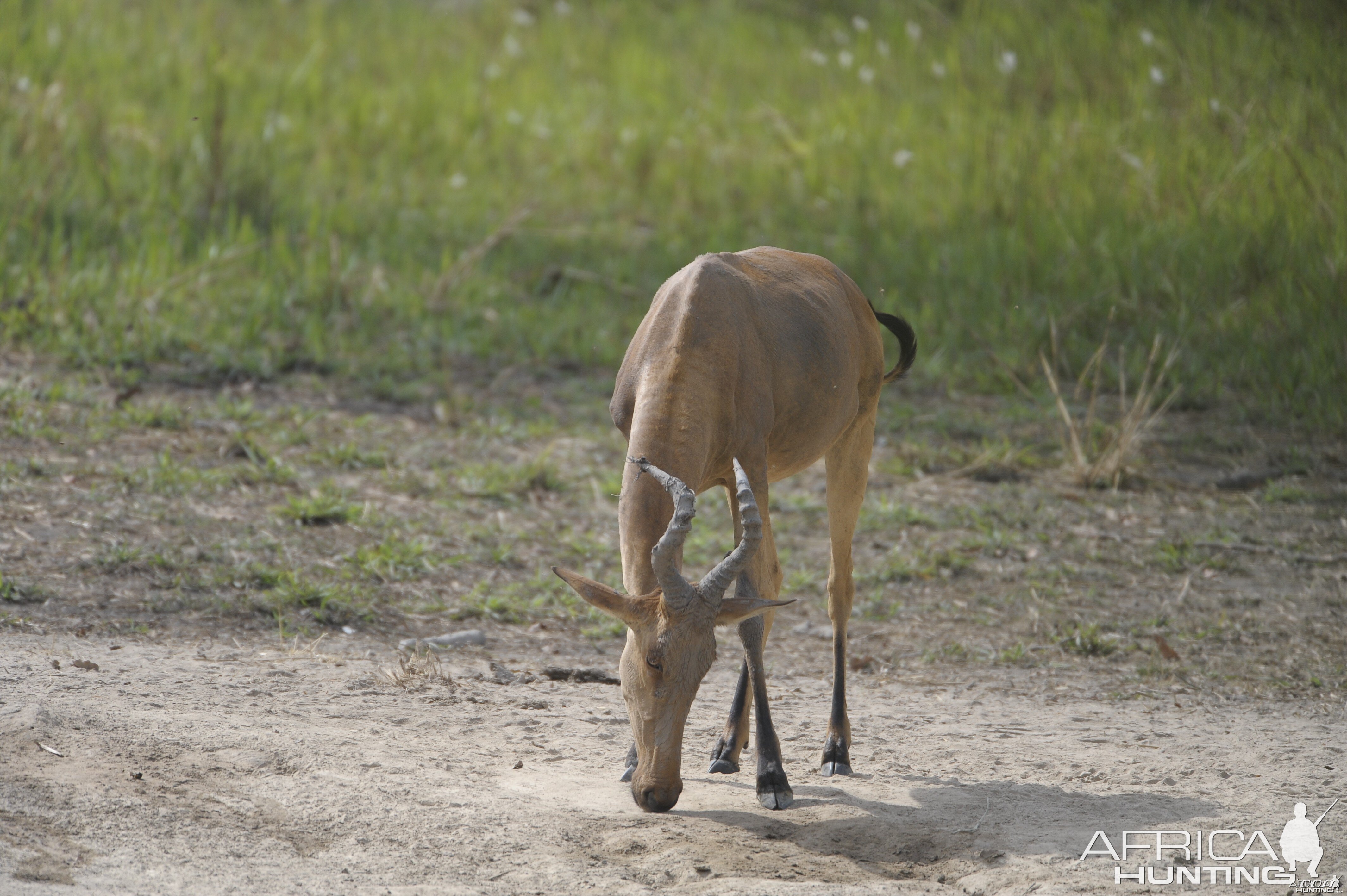 Lelwel Hartebeest in Central African Republic