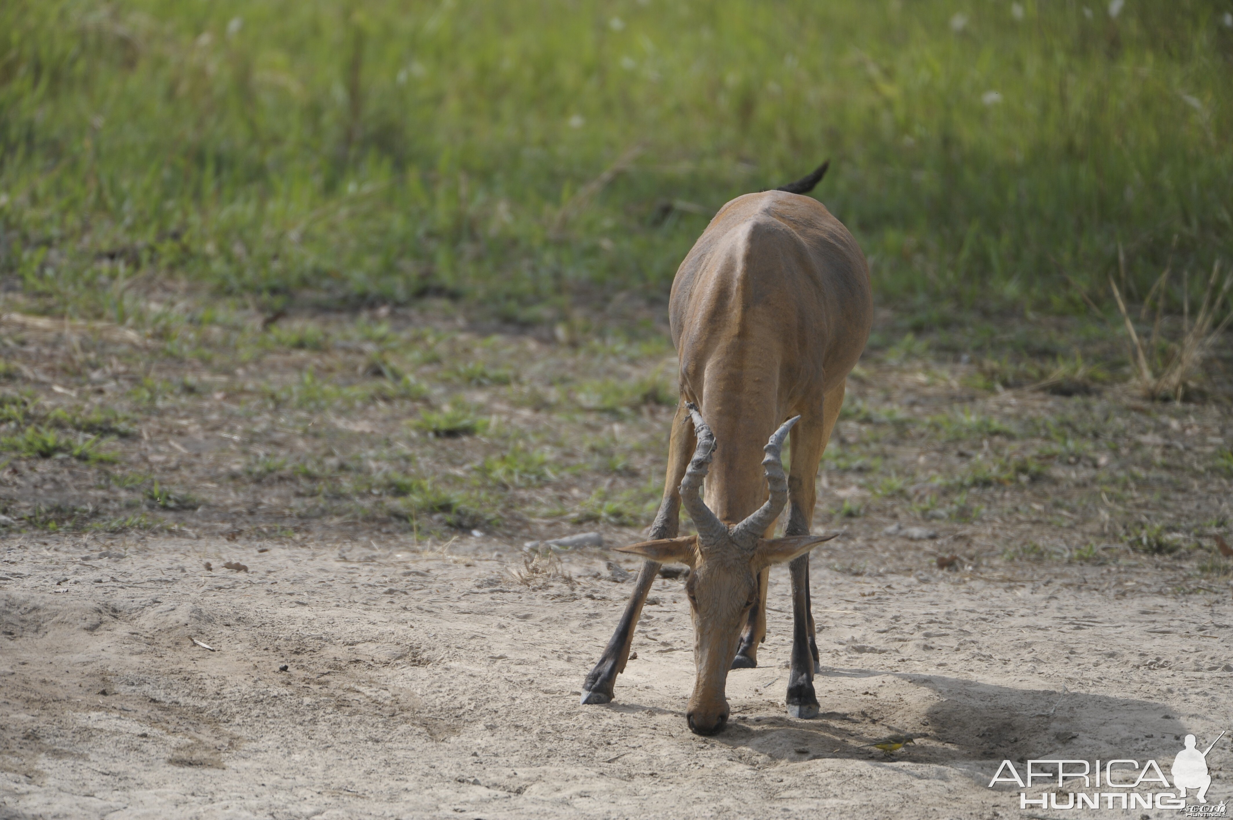 Lelwel Hartebeest in Central African Republic