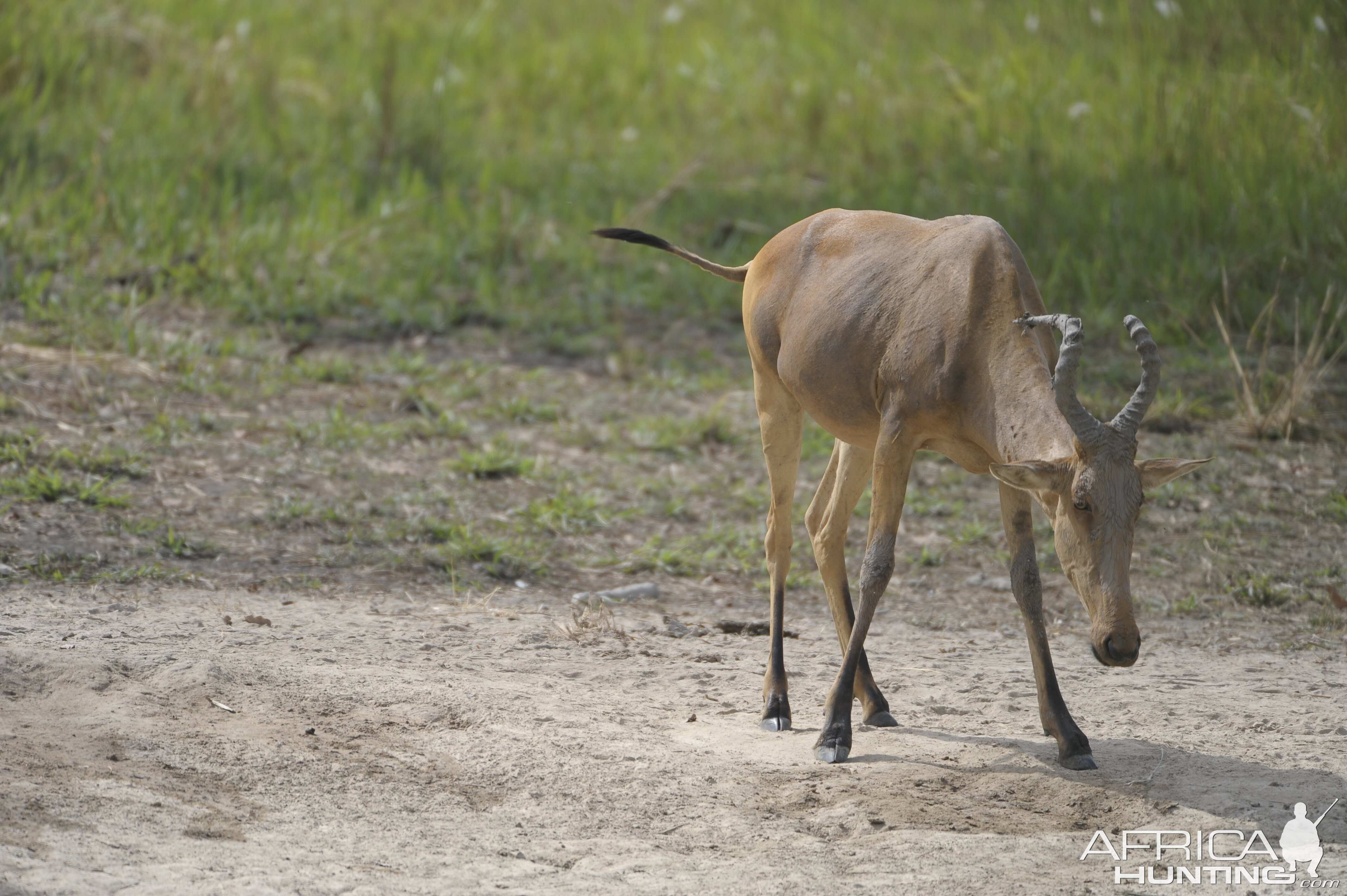 Lelwel Hartebeest in Central African Republic