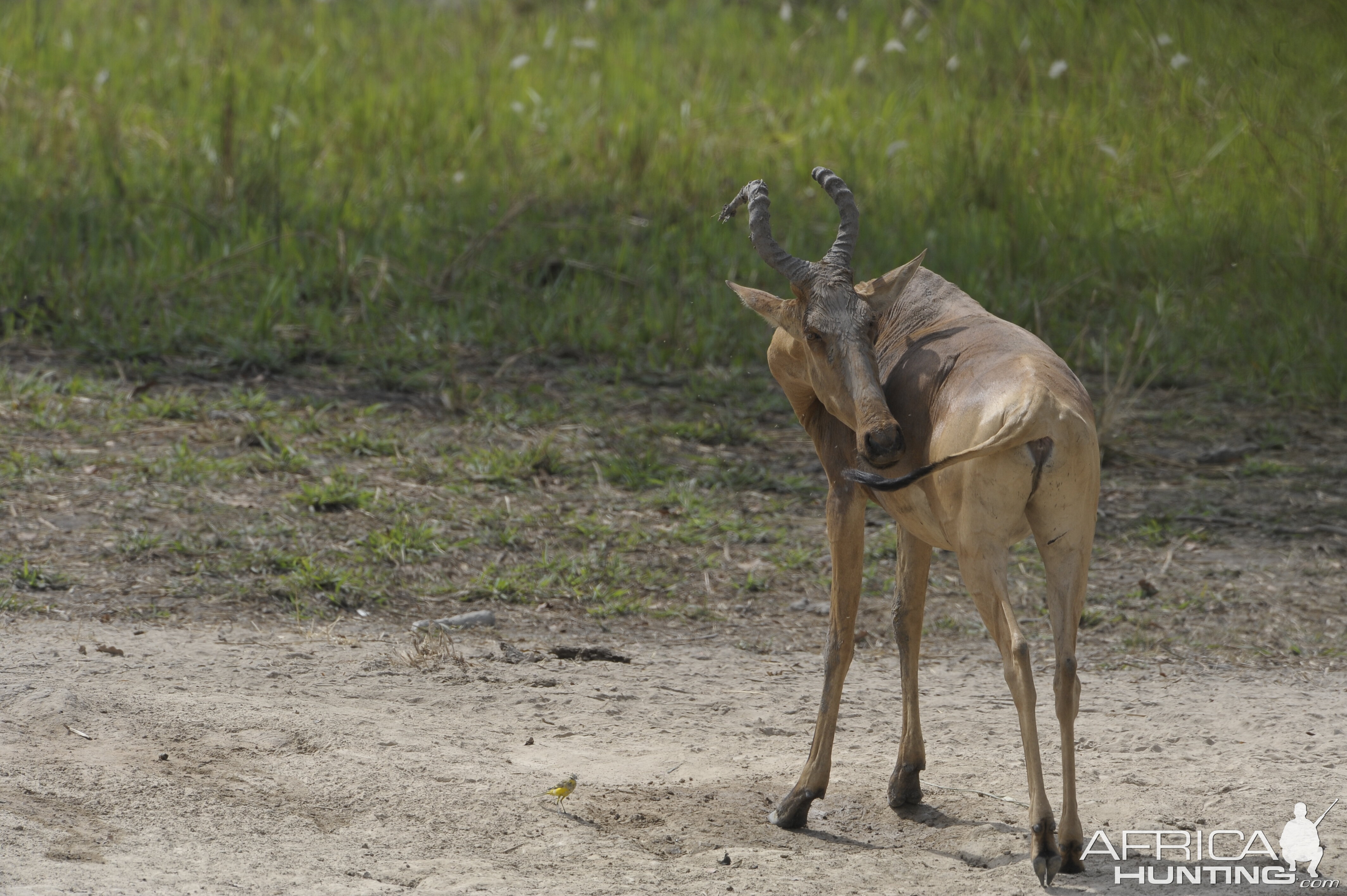 Lelwel Hartebeest in Central African Republic