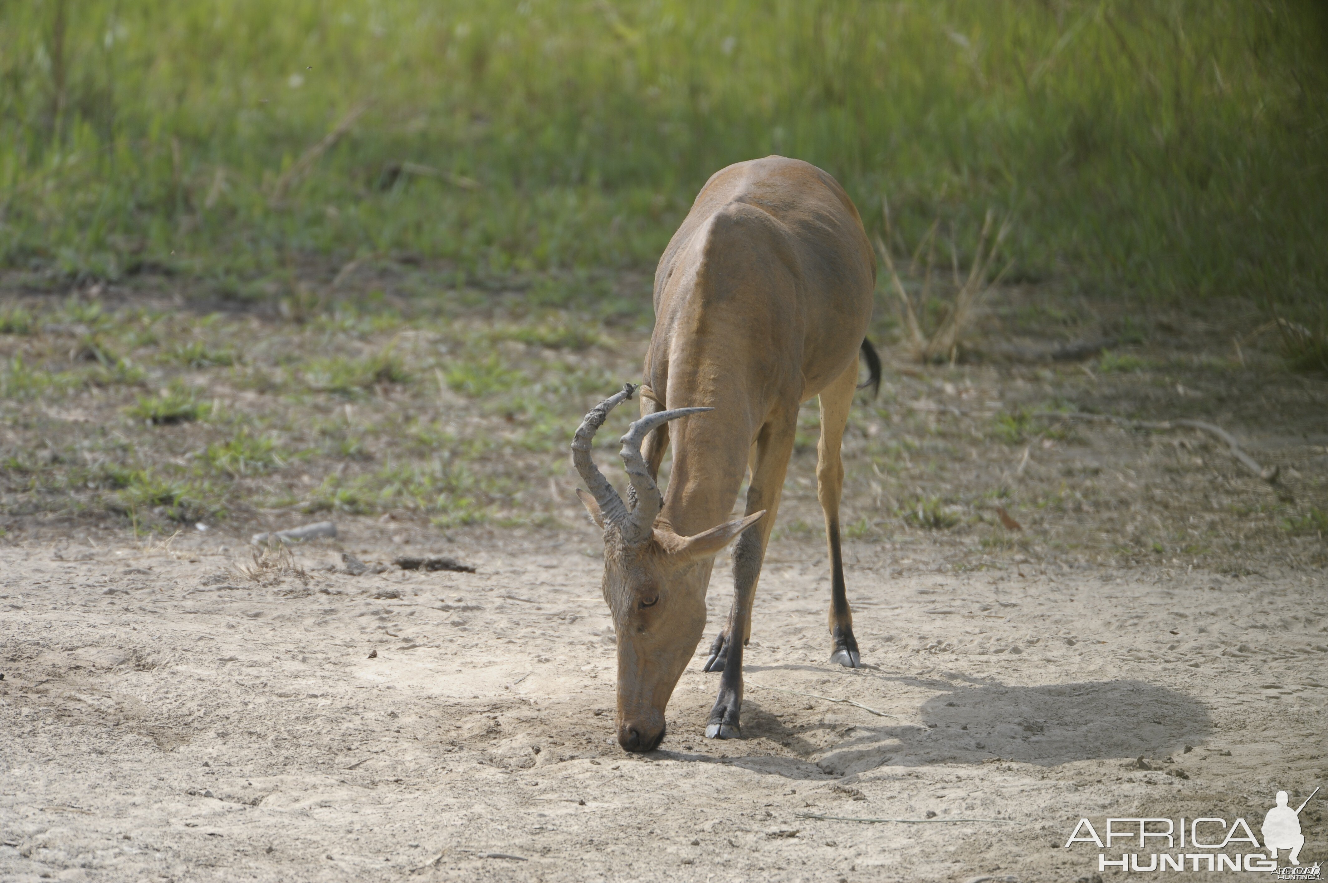 Lelwel Hartebeest in Central African Republic