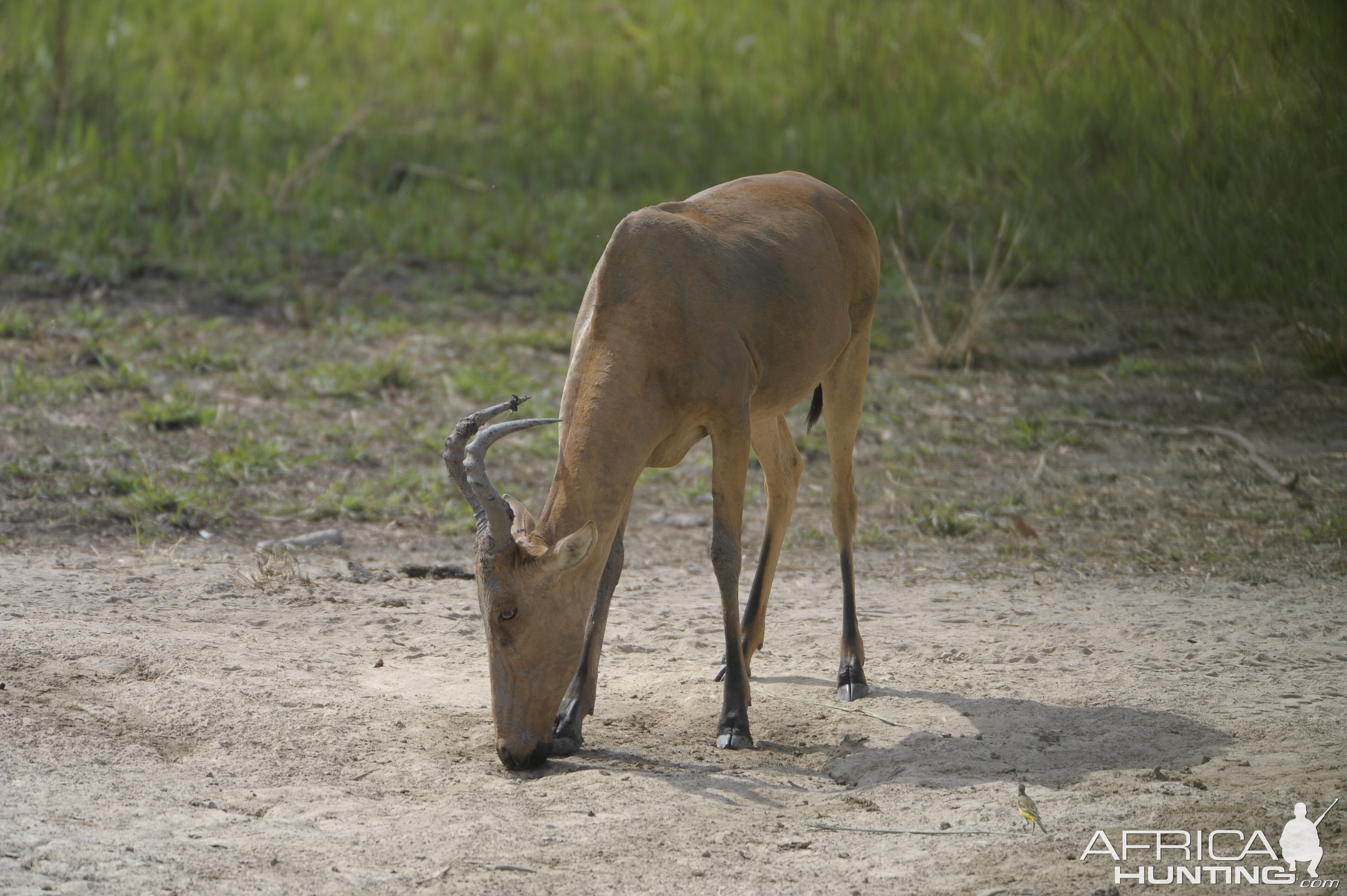 Lelwel Hartebeest in Central African Republic