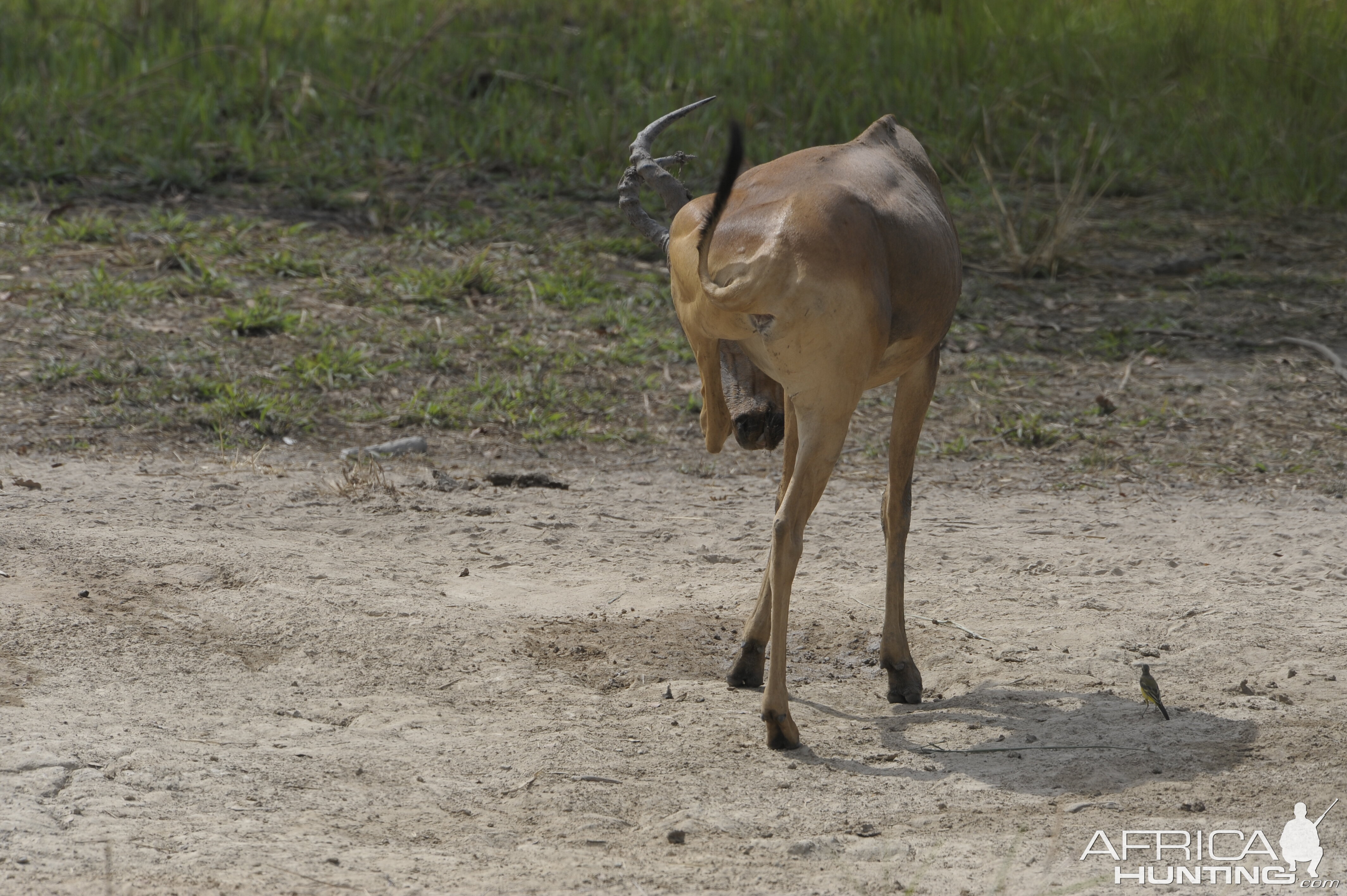 Lelwel Hartebeest in Central African Republic