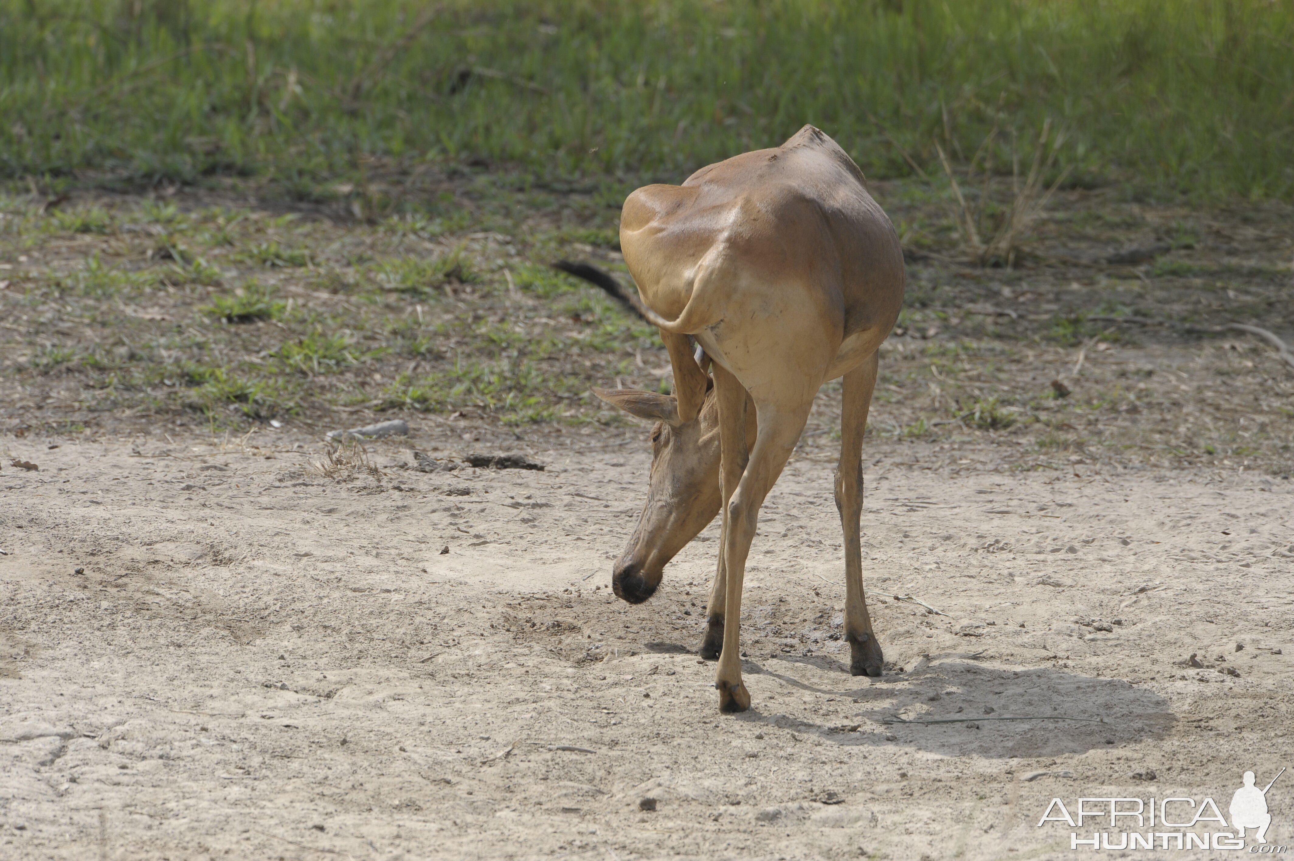 Lelwel Hartebeest in Central African Republic