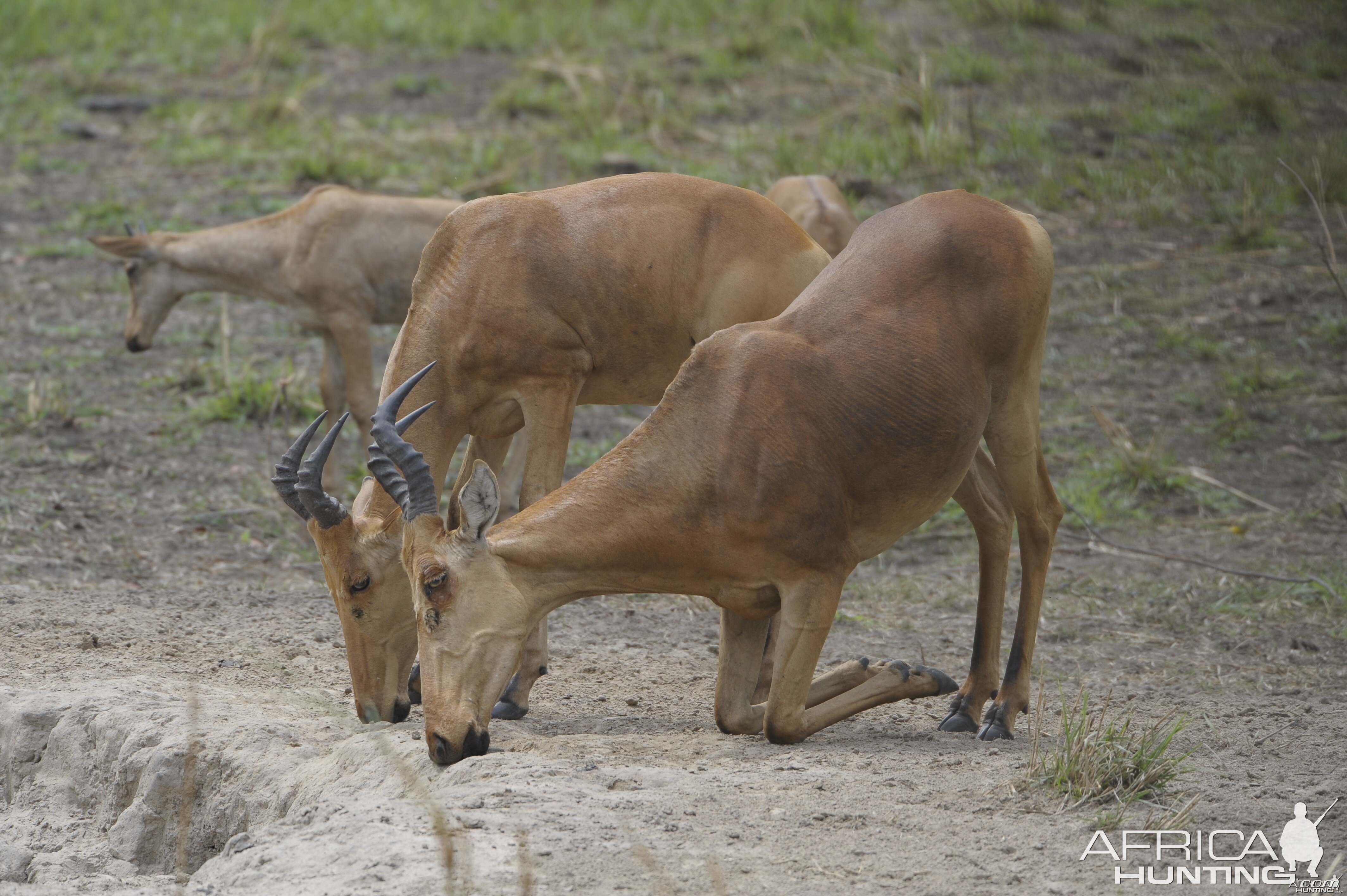 Lelwel Hartebeest in Central African Republic