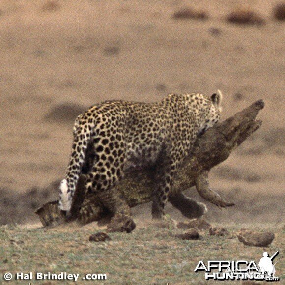 Leopard Attacking Crocodile