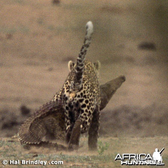 Leopard Attacking Crocodile