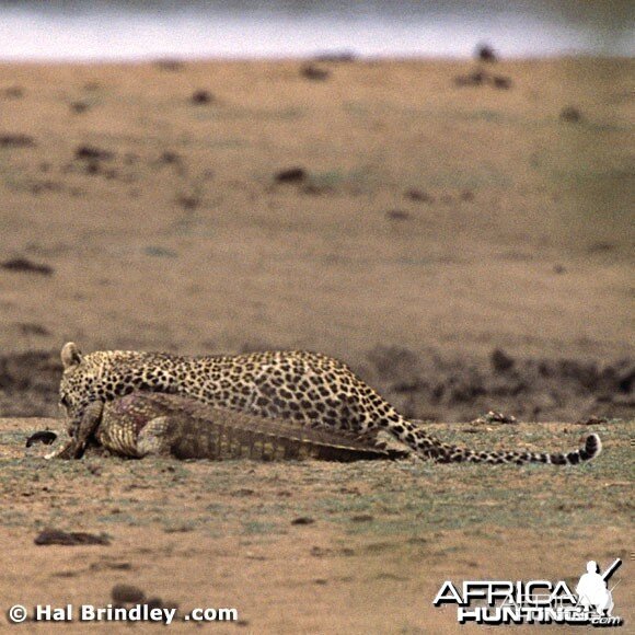 Leopard Attacking Crocodile