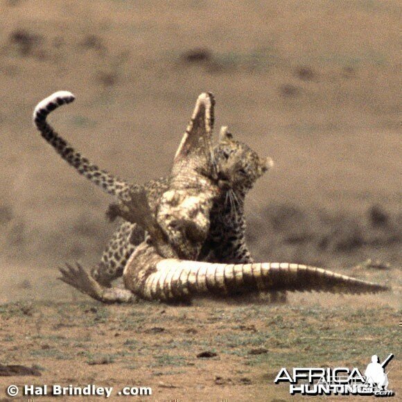 Leopard Attacking Crocodile