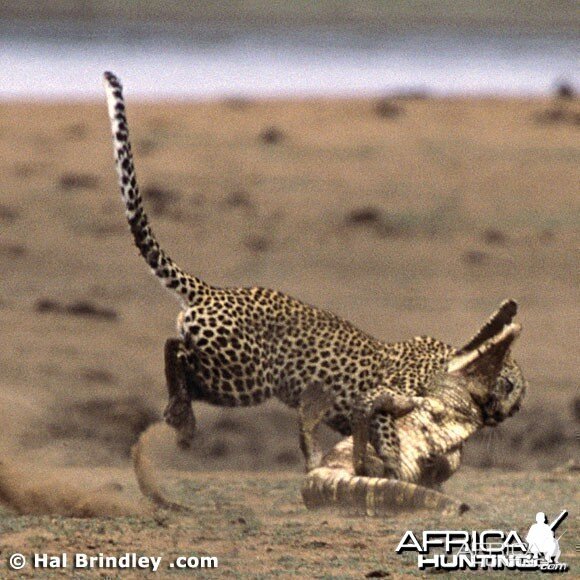 Leopard Attacking Crocodile