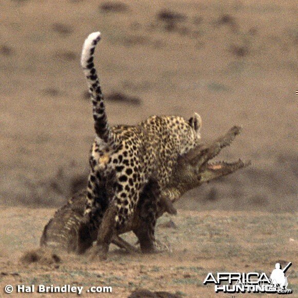 Leopard Attacking Crocodile