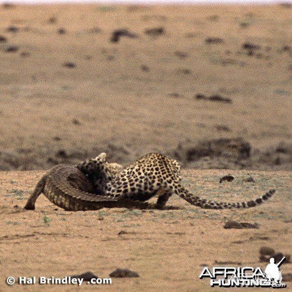 Leopard Attacking Crocodile