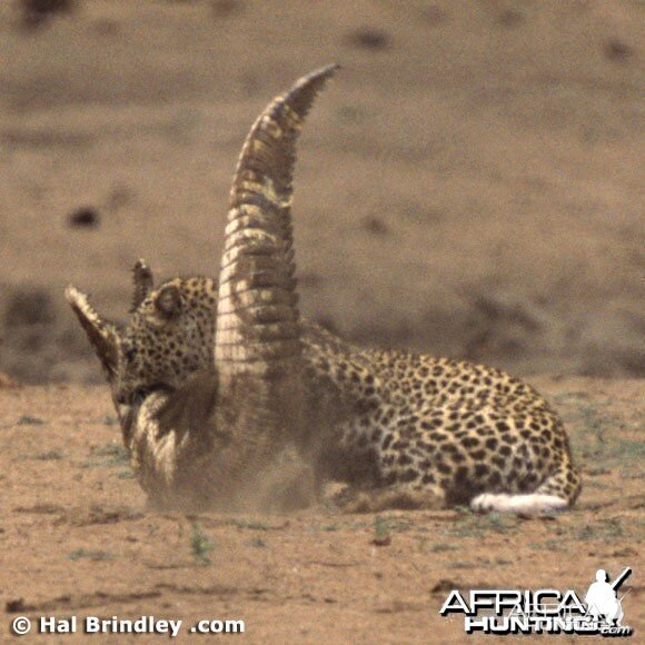 Leopard Attacking Crocodile