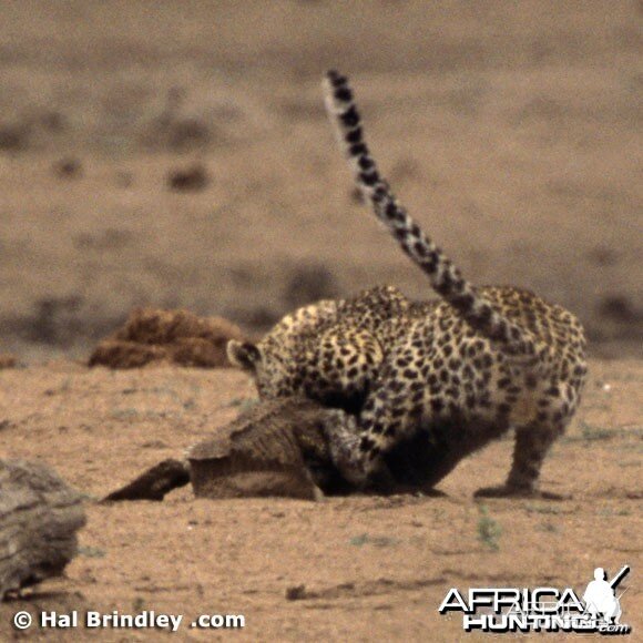 Leopard Attacking Crocodile