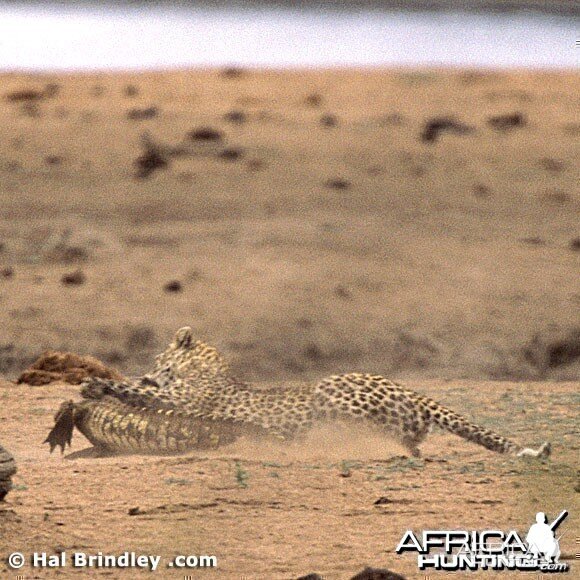 Leopard Attacking Crocodile