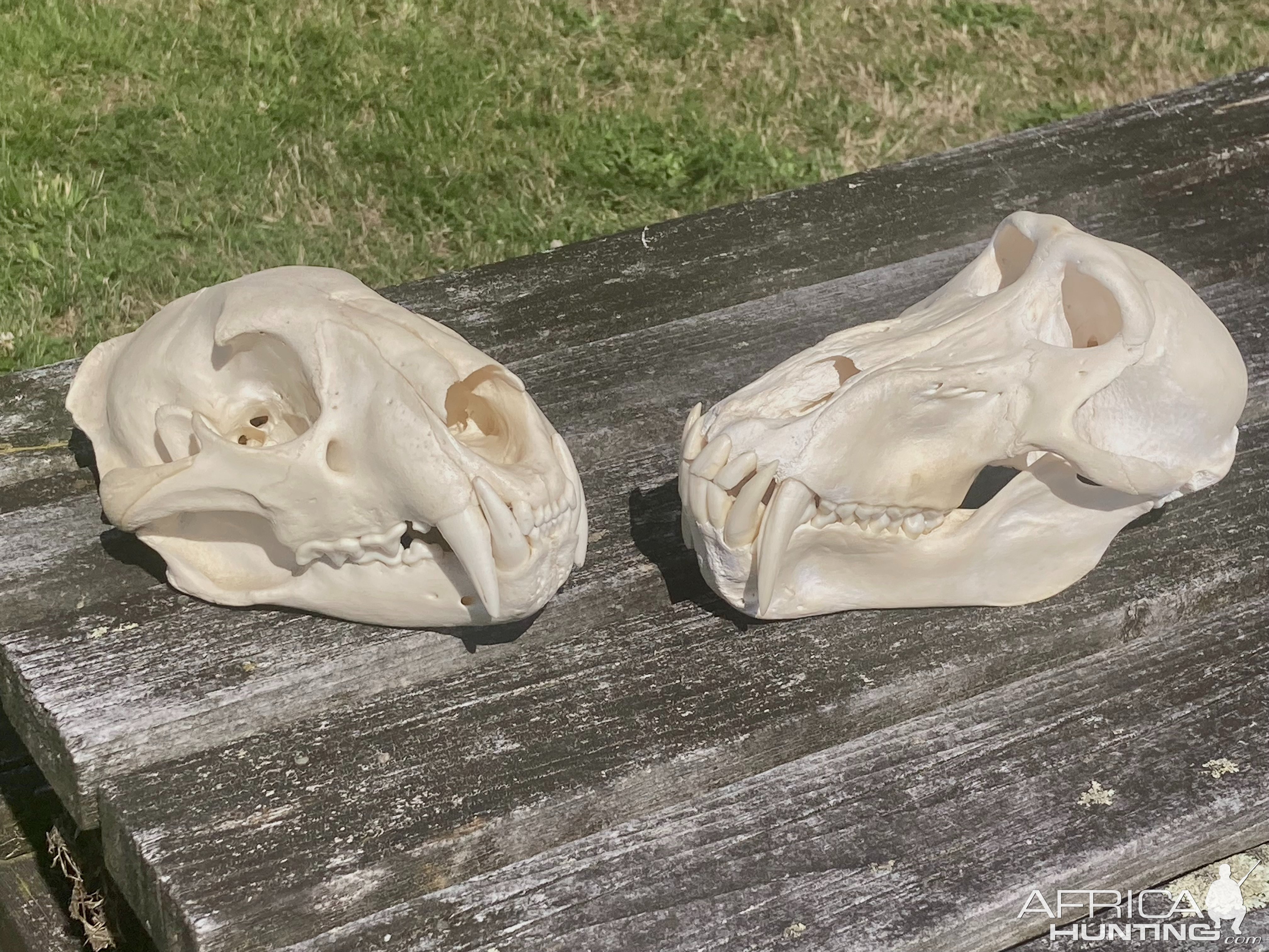 Leopard & Baboon Skull