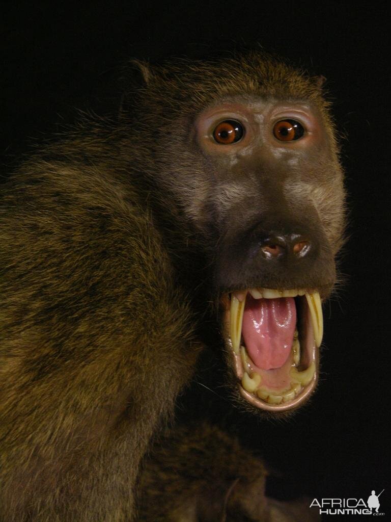 Leopard & Baboons Taxidermy Scene