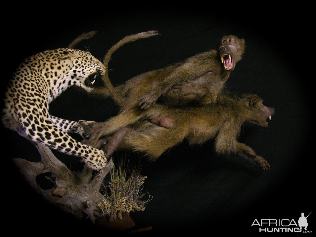 Leopard & Baboons Taxidermy Scene