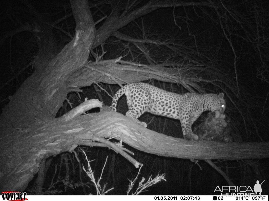 Leopard Bait Camera