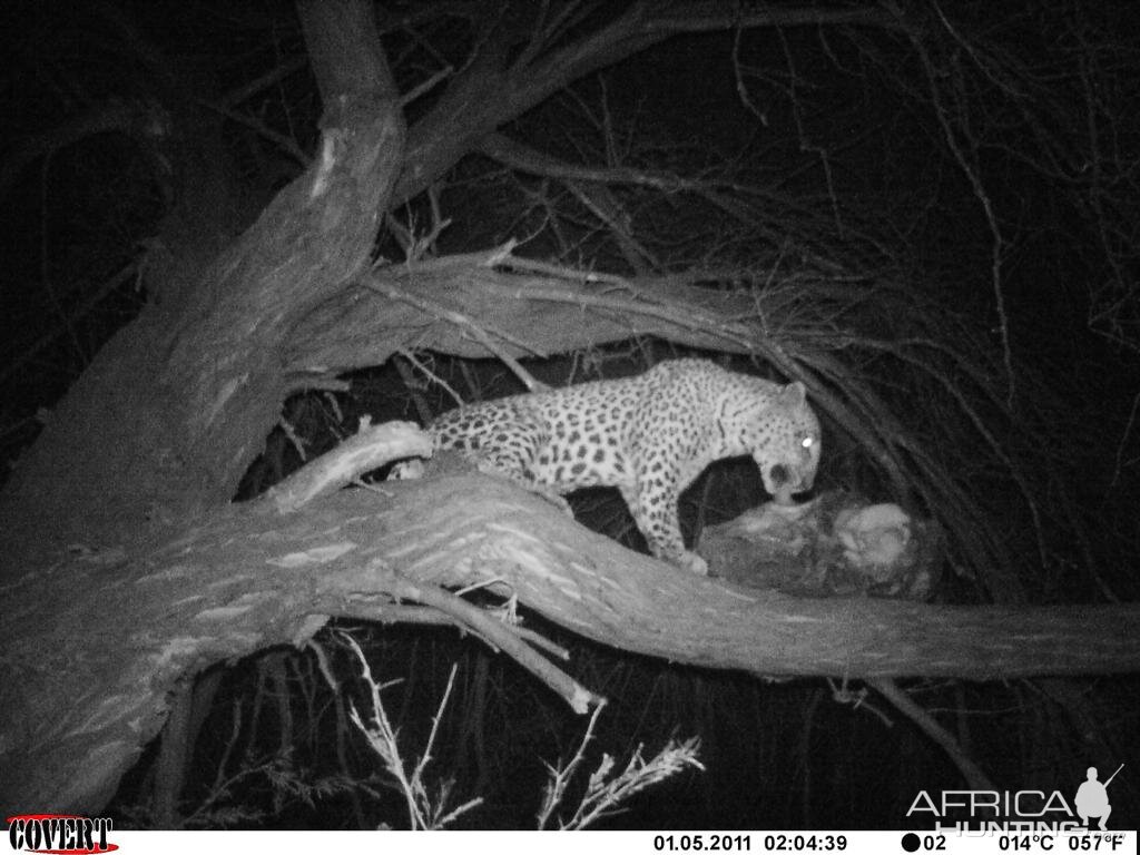 Leopard Bait Camera