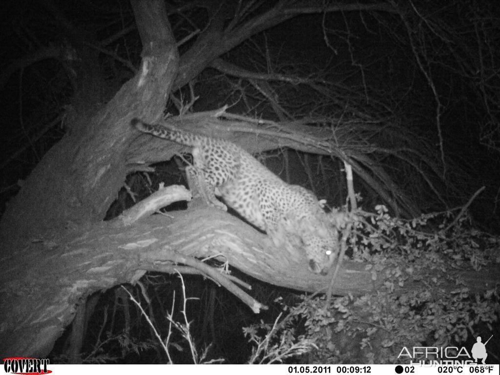 Leopard Bait Camera