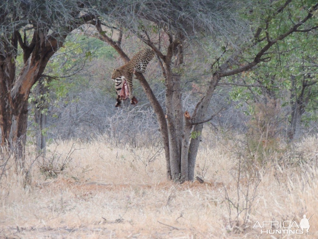 Leopard Bait Namibia