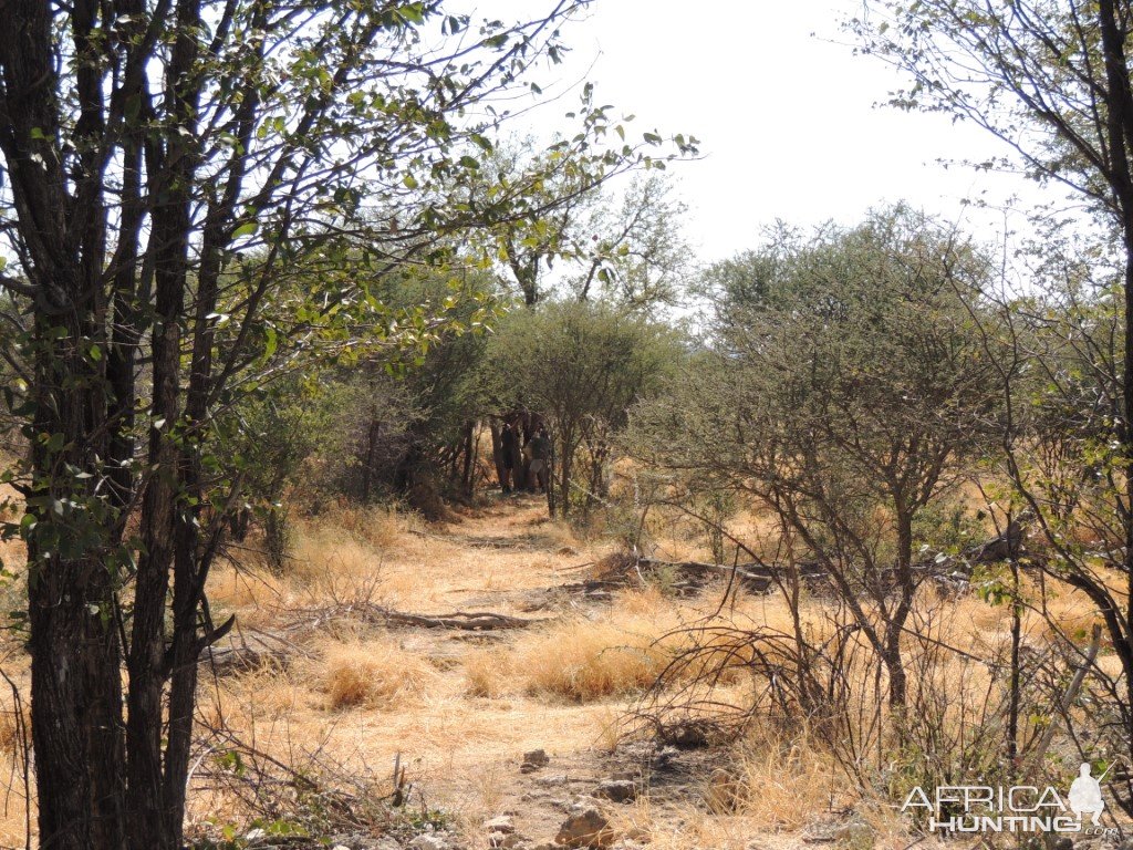 Leopard Bait Namibia