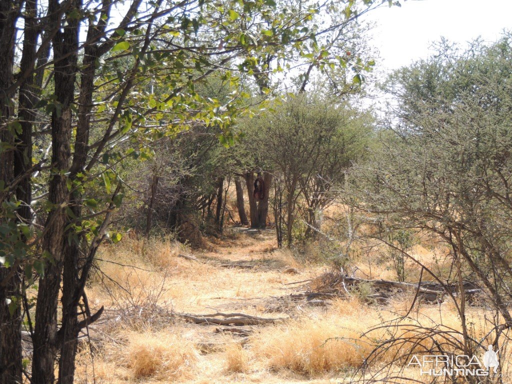 Leopard Bait Namibia