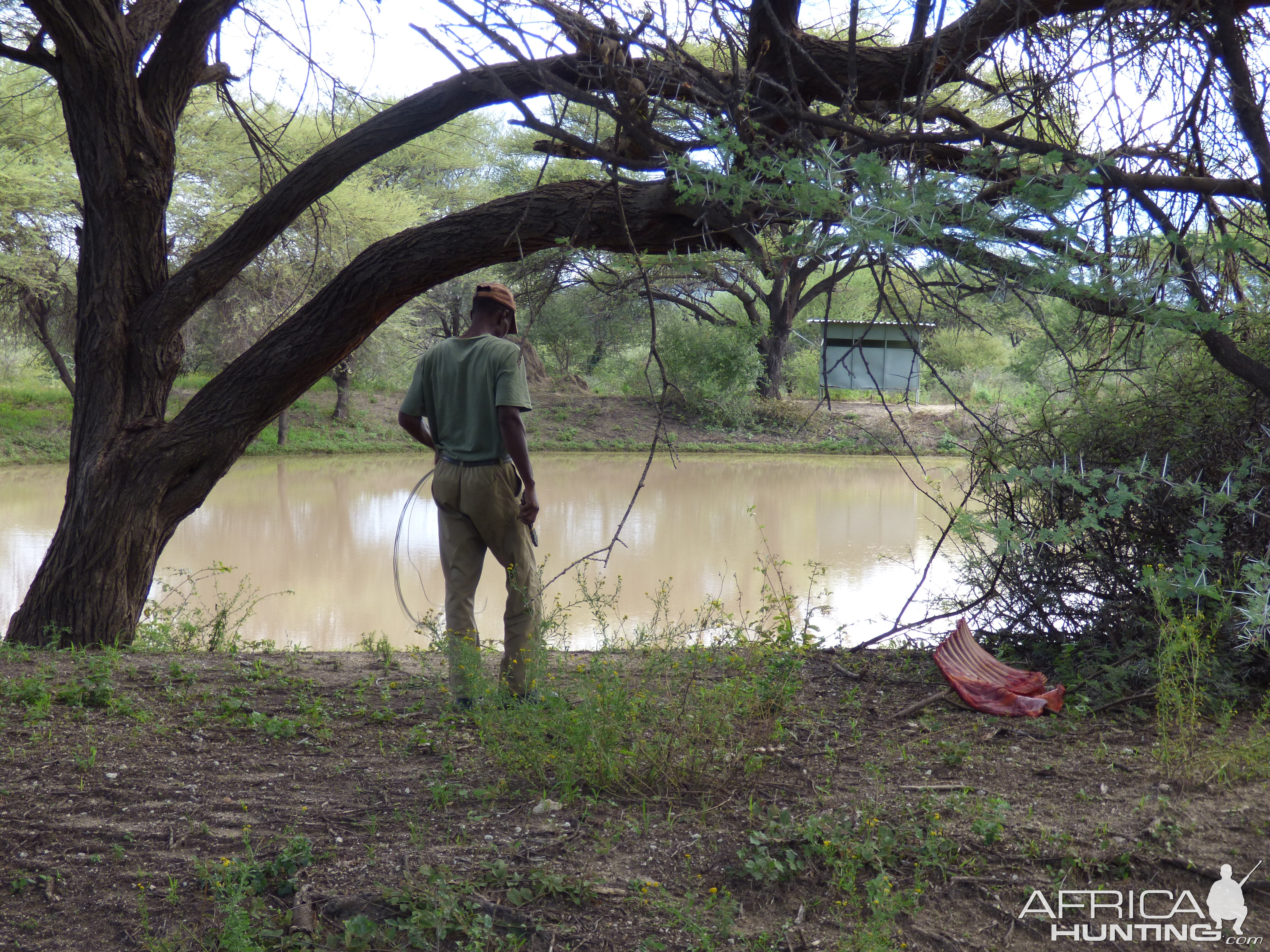 Leopard bait