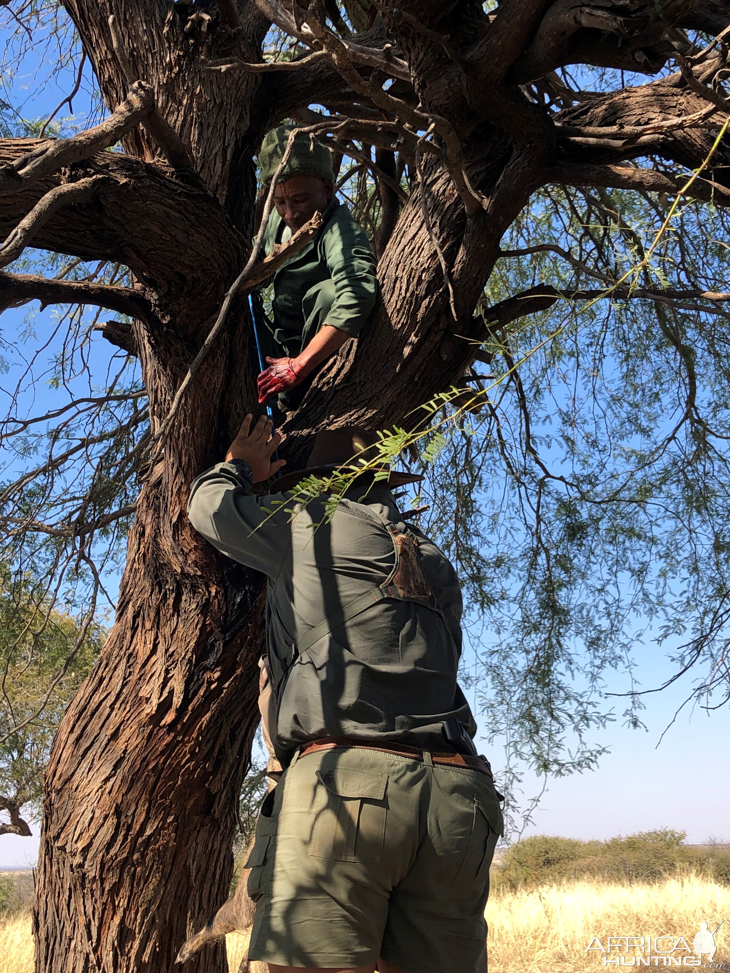 Leopard Baiting Namibia