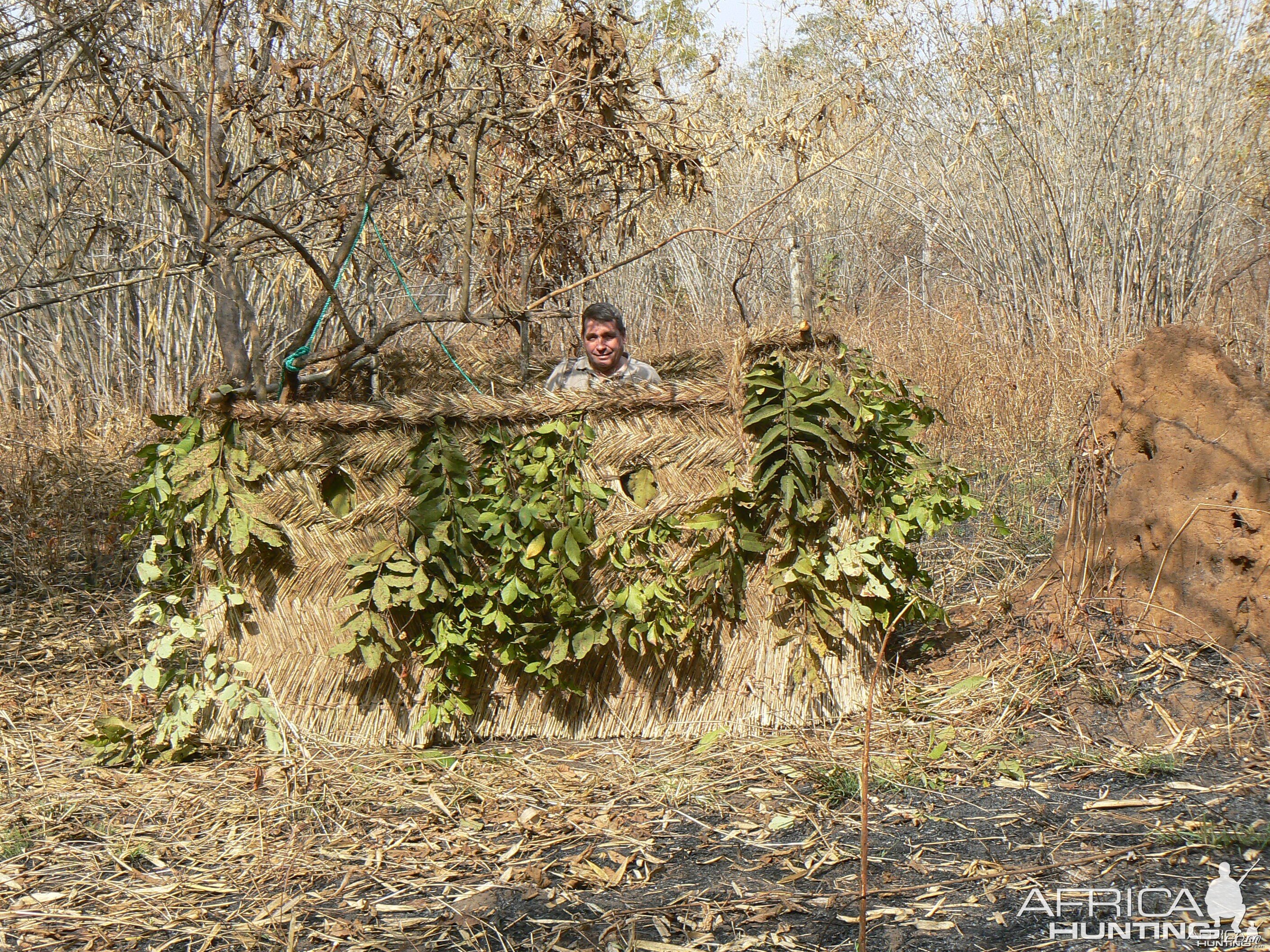 Leopard blind in Central Africa