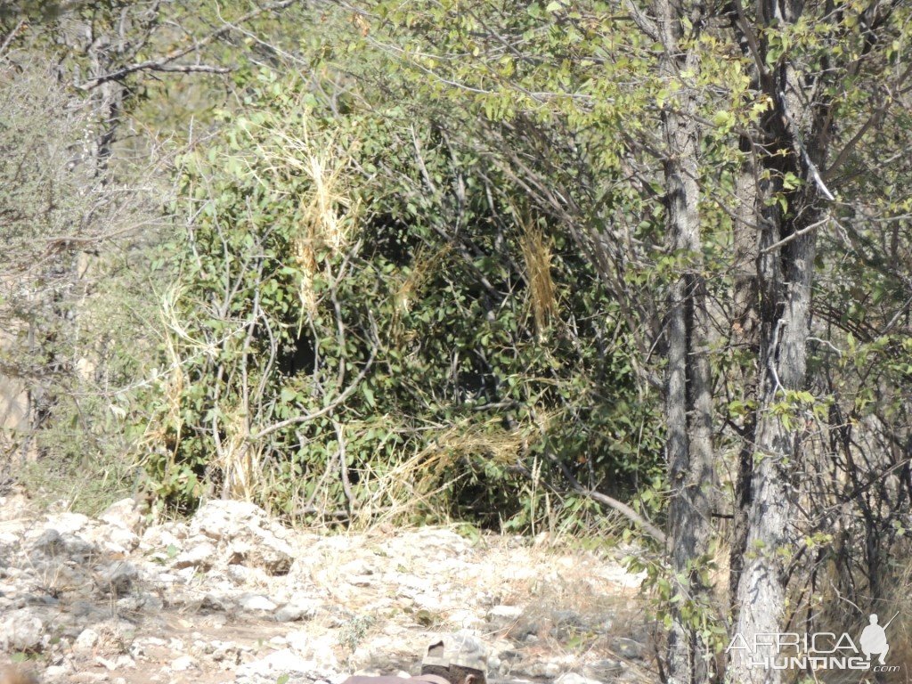 Leopard Blind Namibia