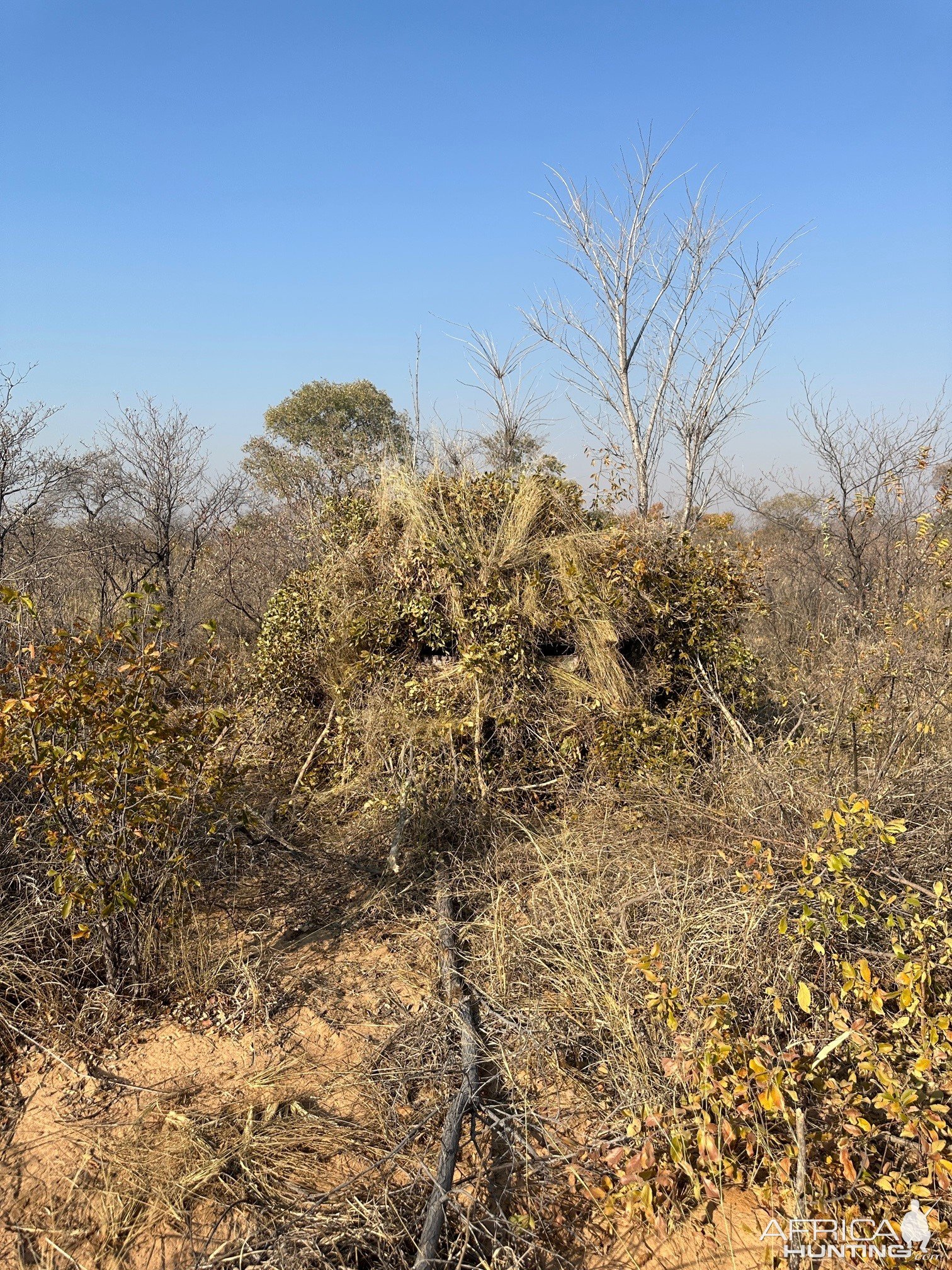 Leopard Blind Zambia