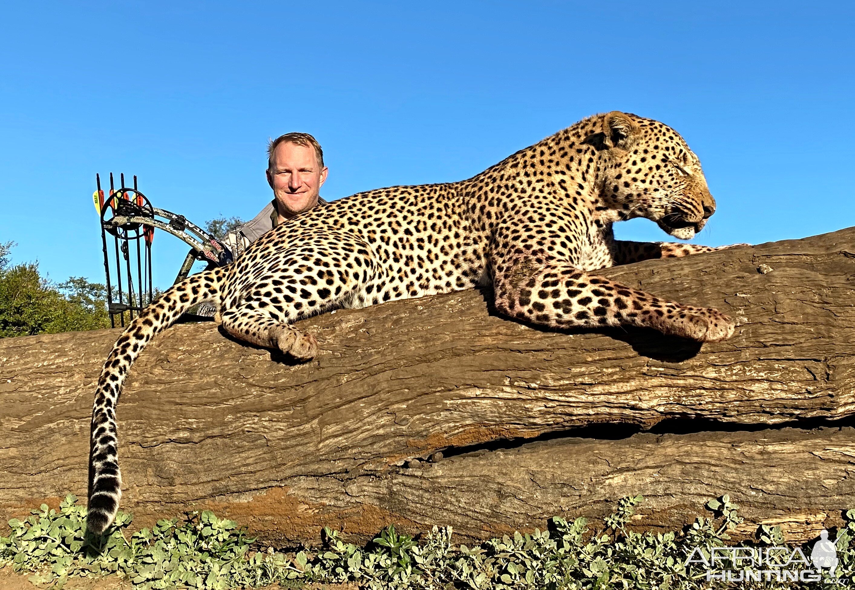 Leopard Bowhunting Zimbabwe