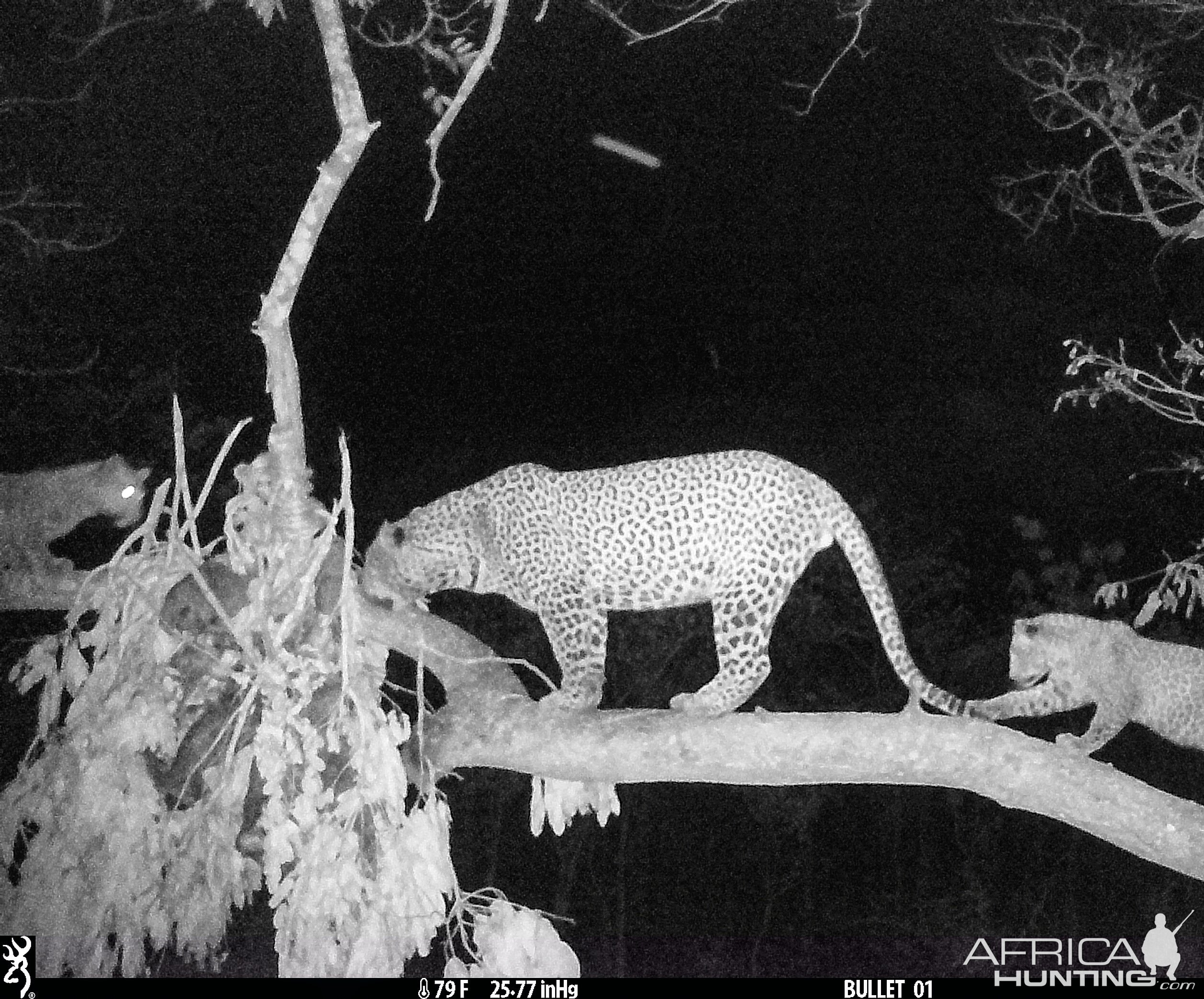 Leopard Camera