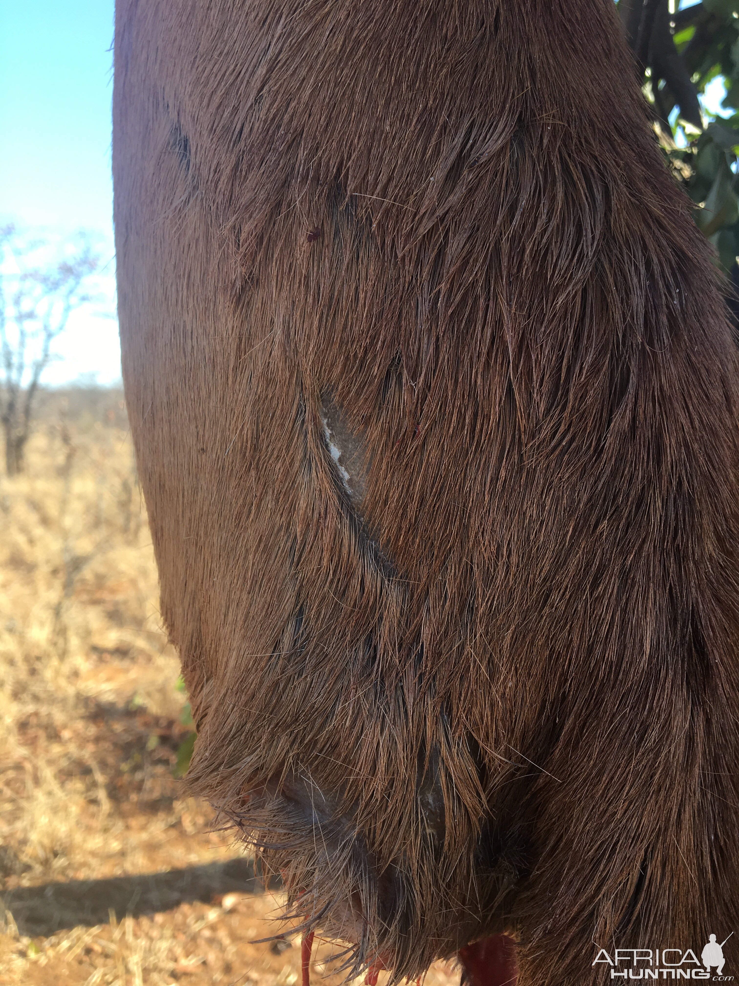 Leopard claw marks in the hide of the Impala