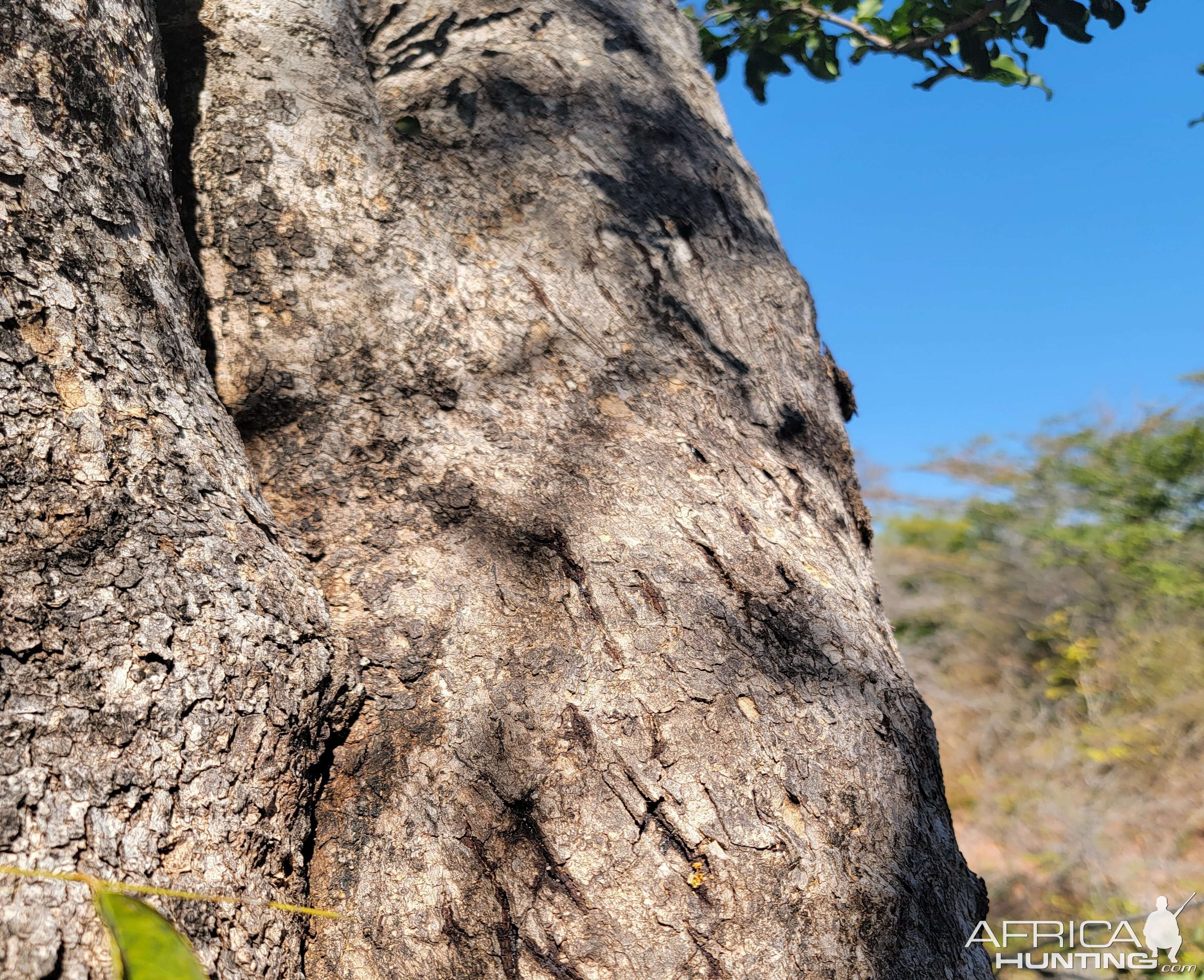 Leopard Claw Marks On A Tree Zimbabwe