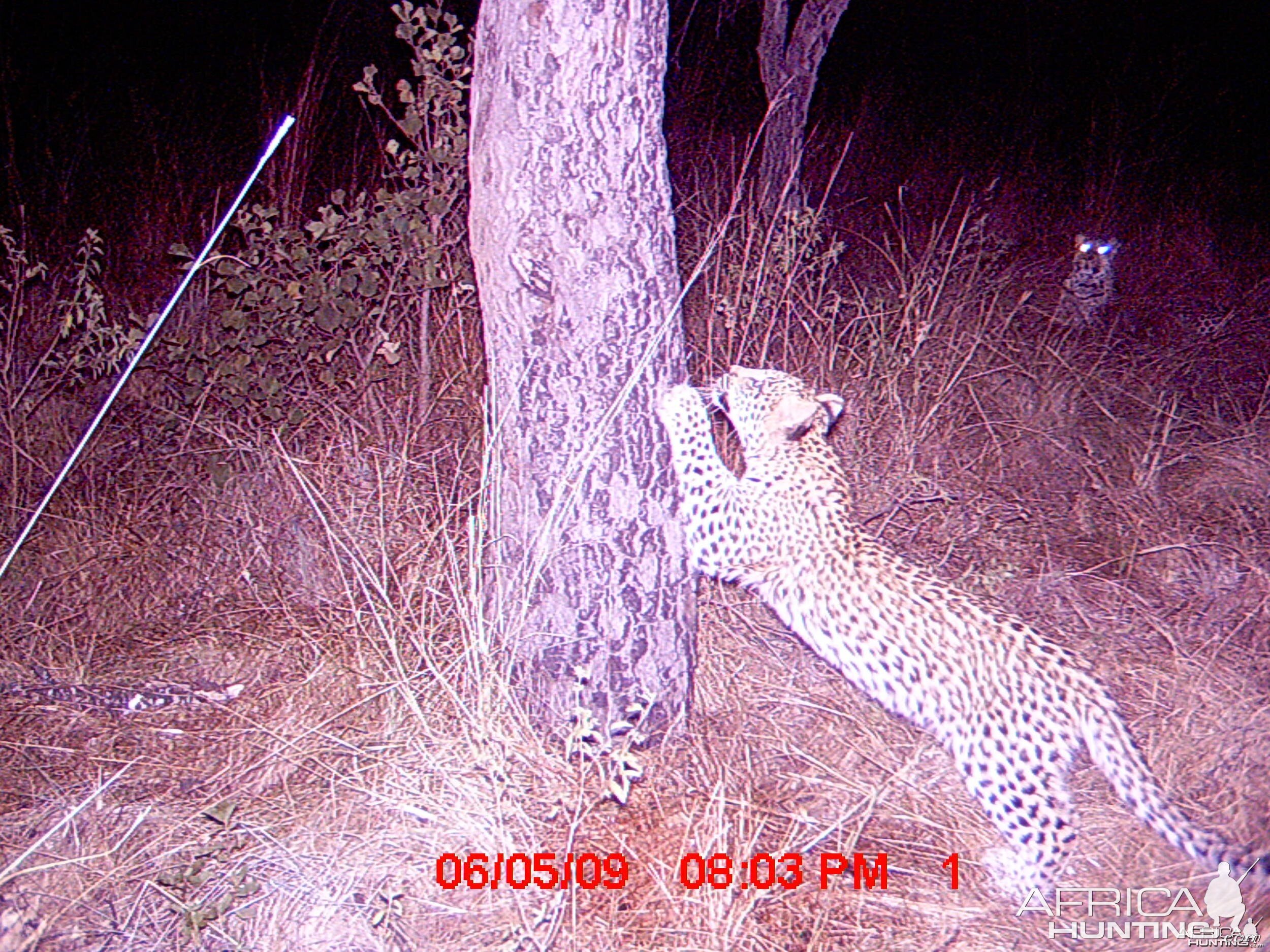 Leopard cub