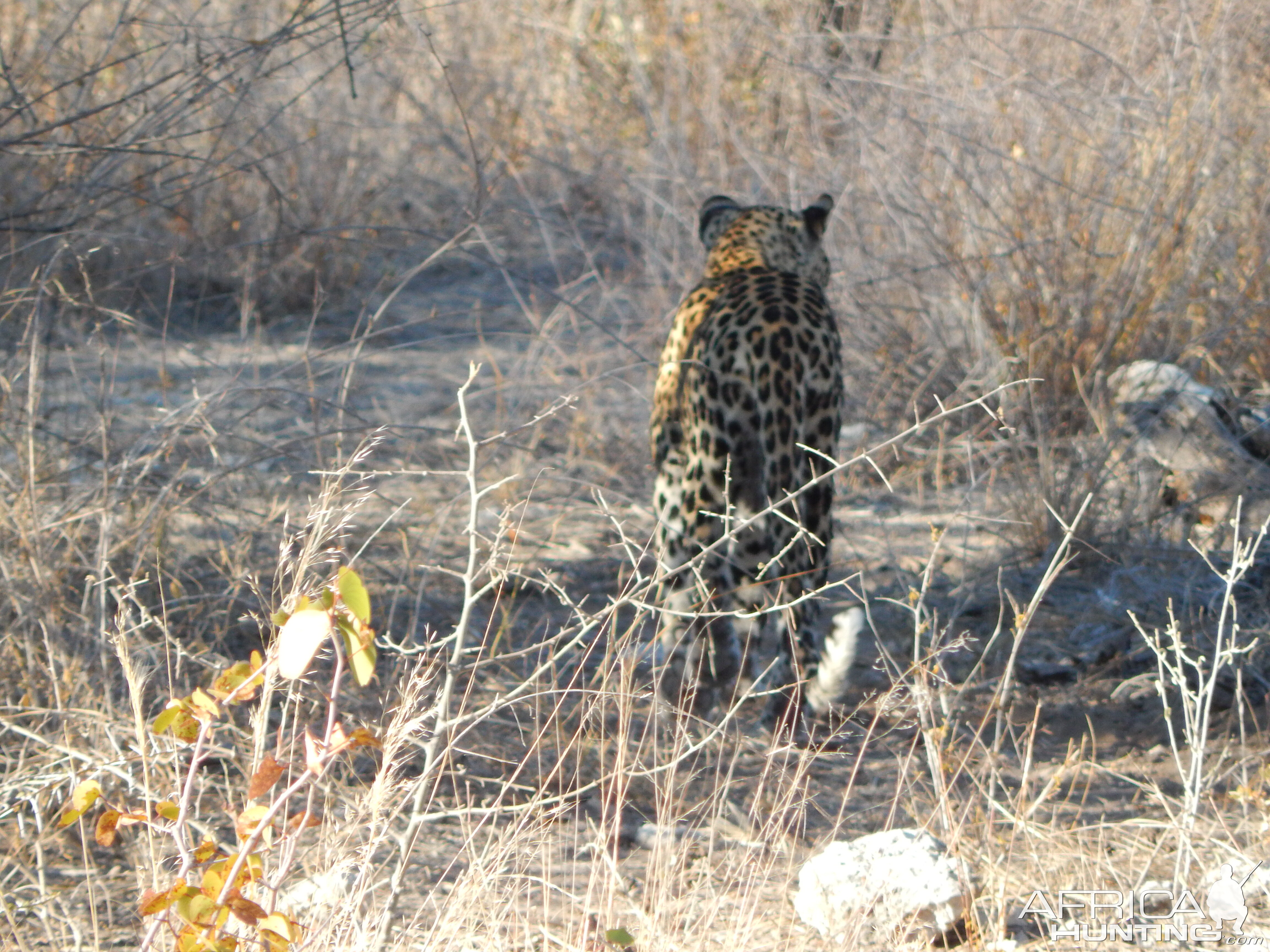 Leopard Etosha Namibia