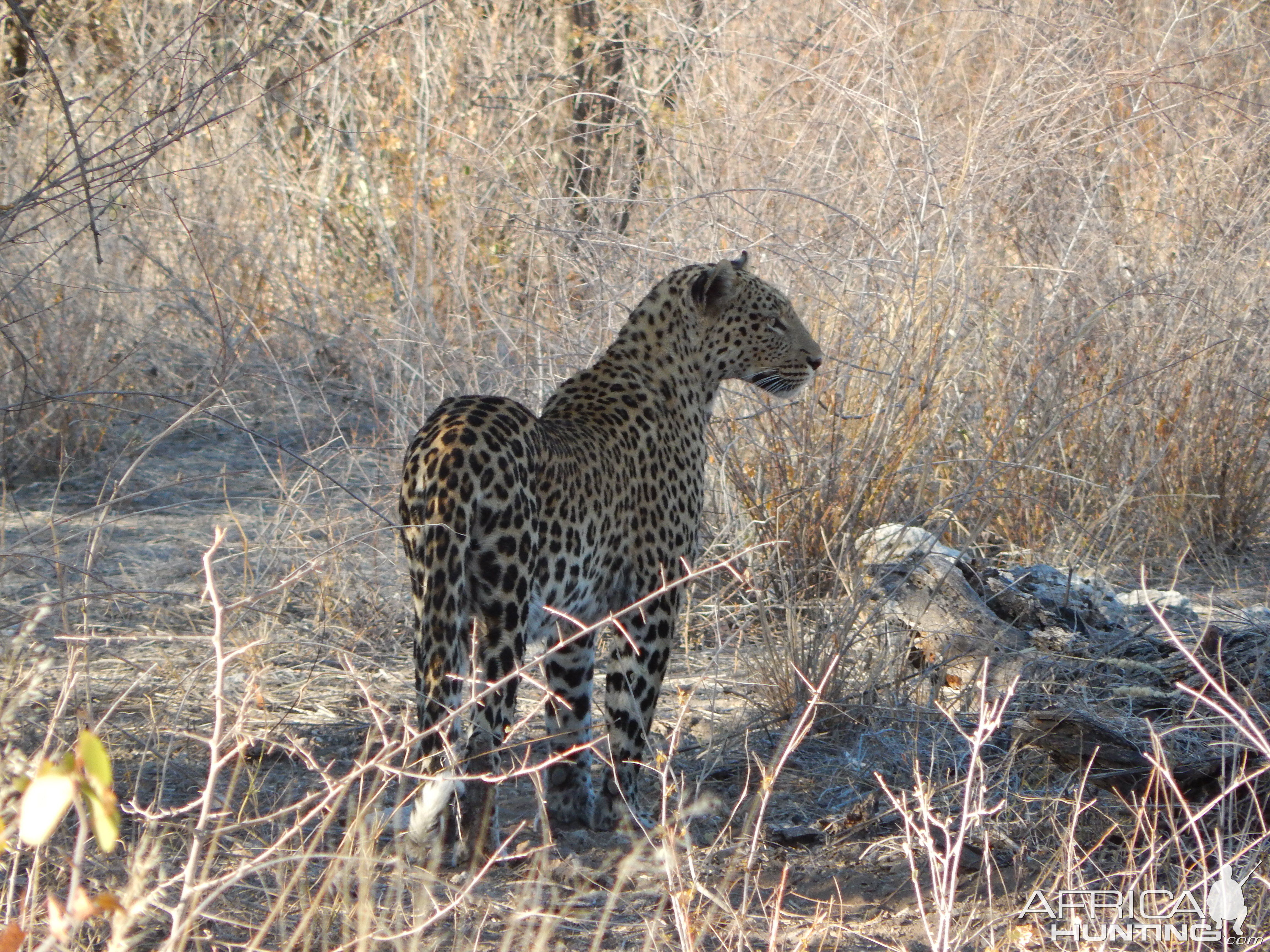 Leopard Etosha Namibia