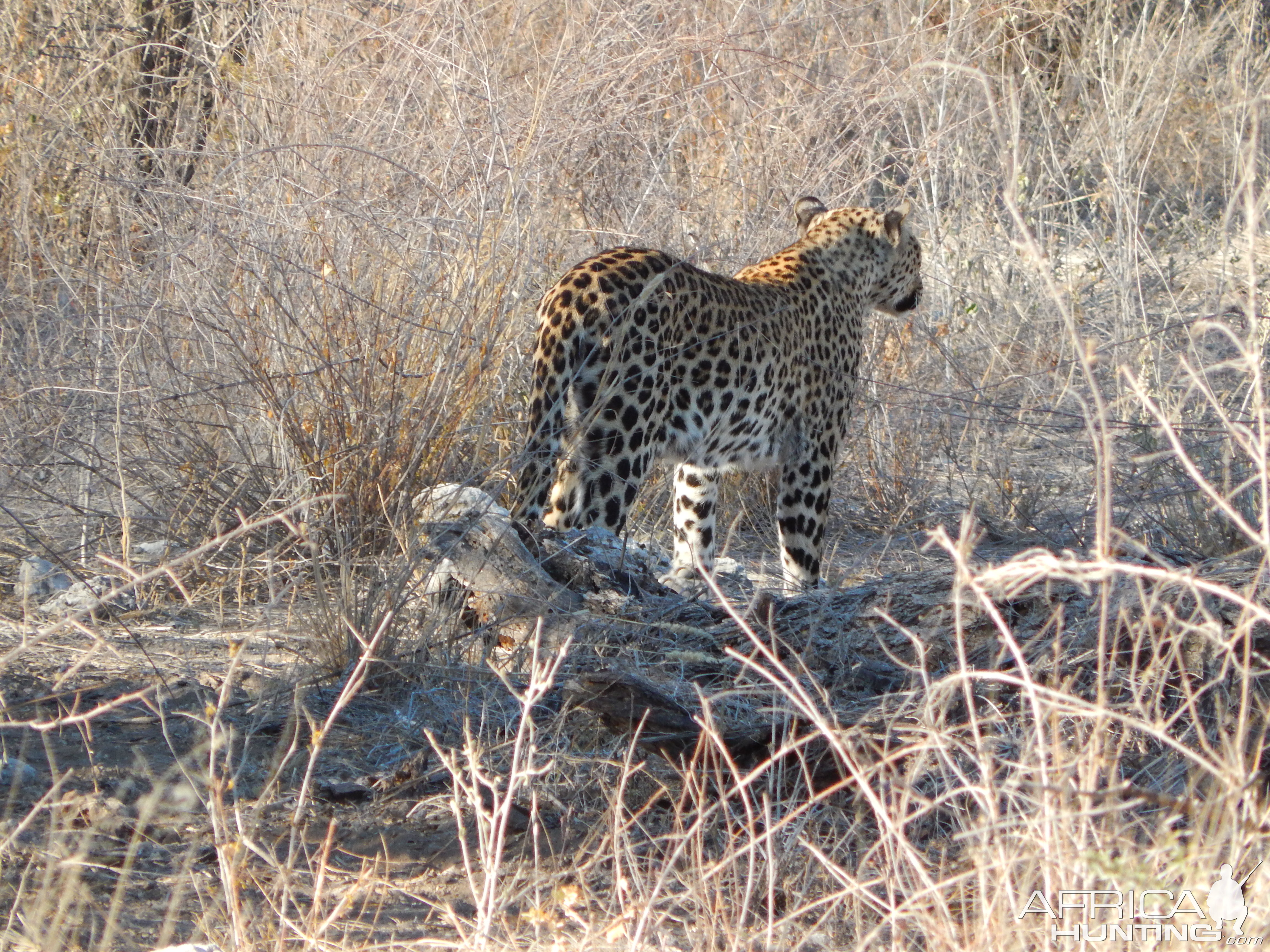 Leopard Etosha Namibia